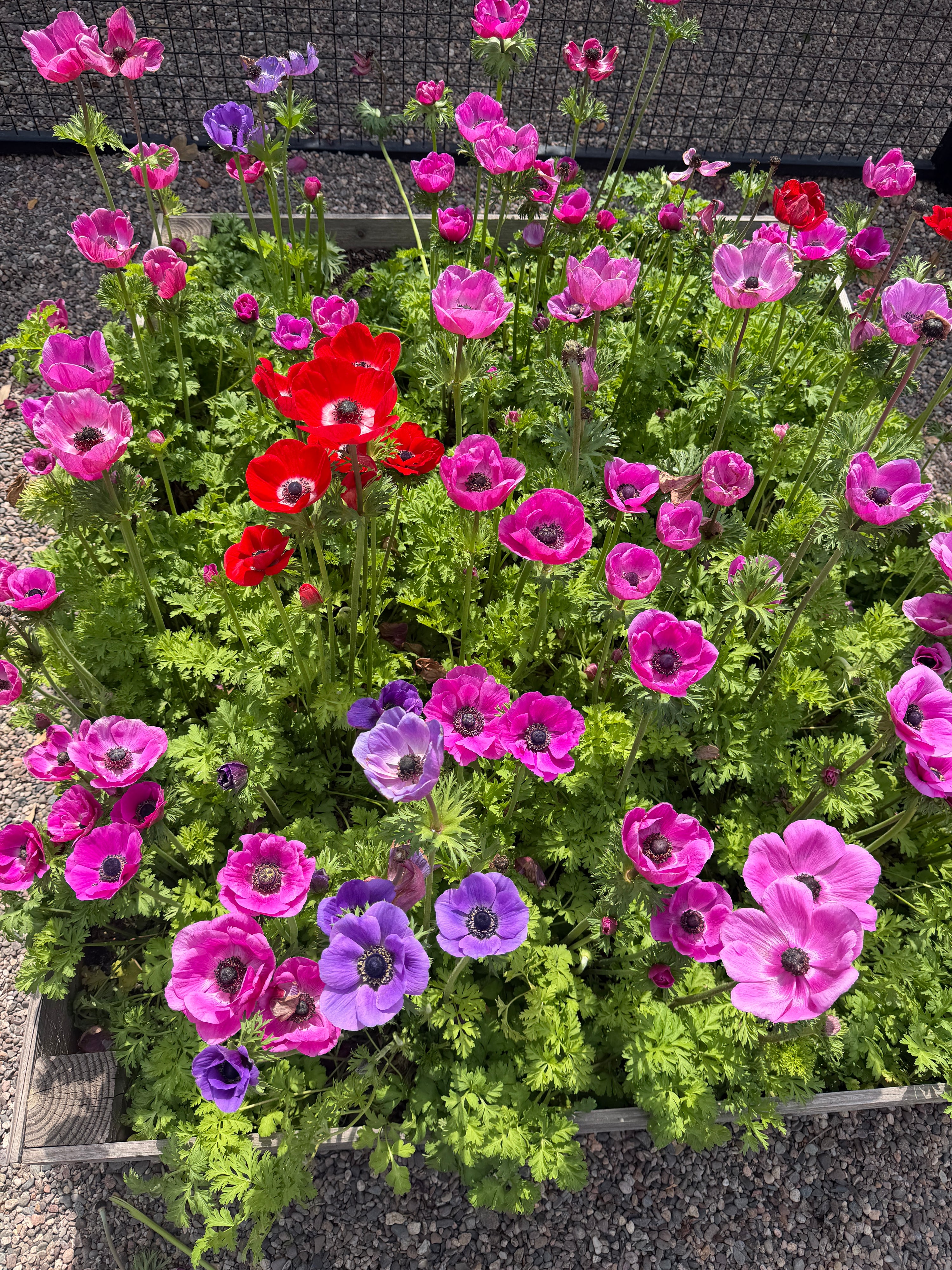 Anemone Carmel pink