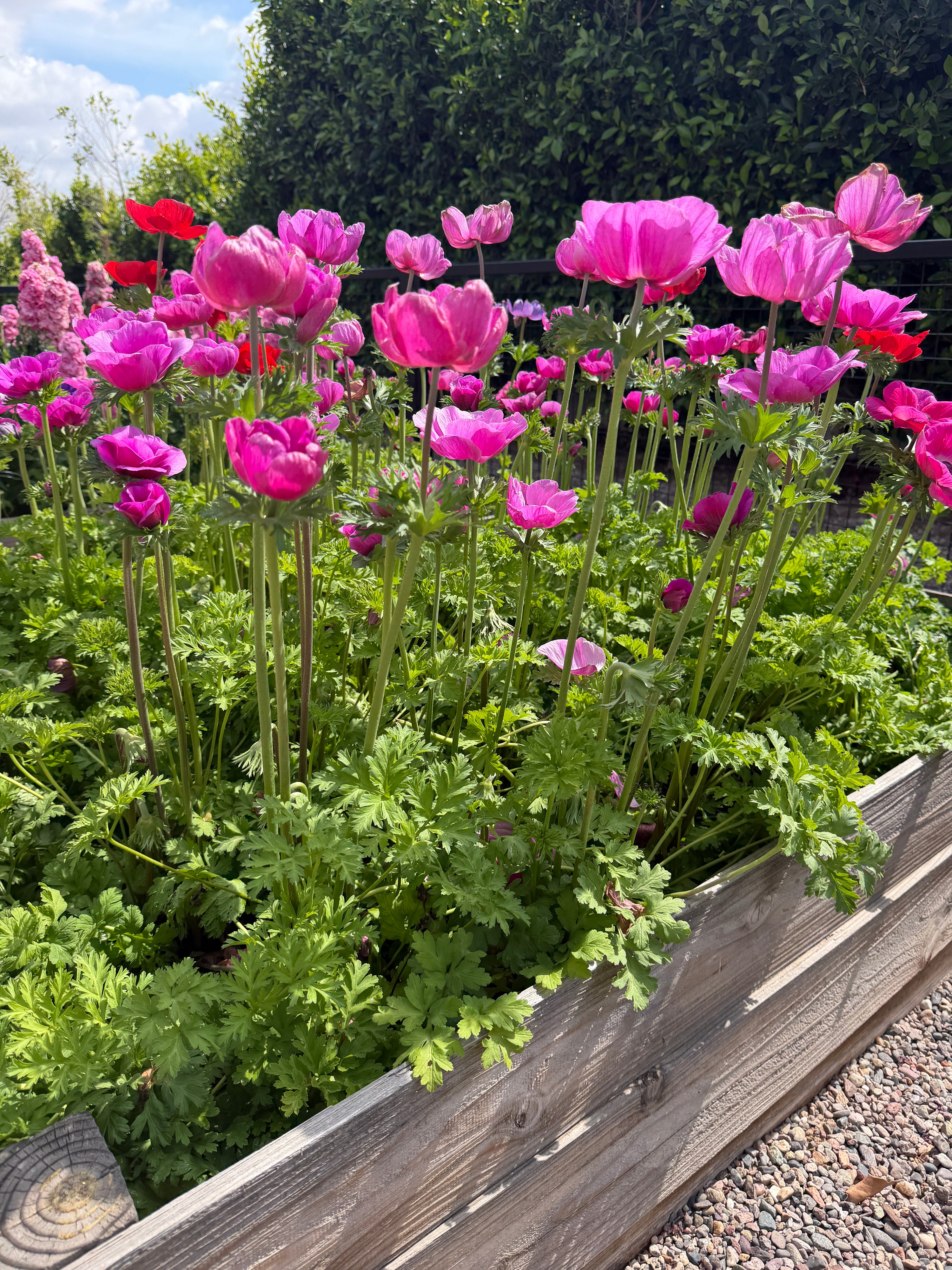 Anemone Carmel pink