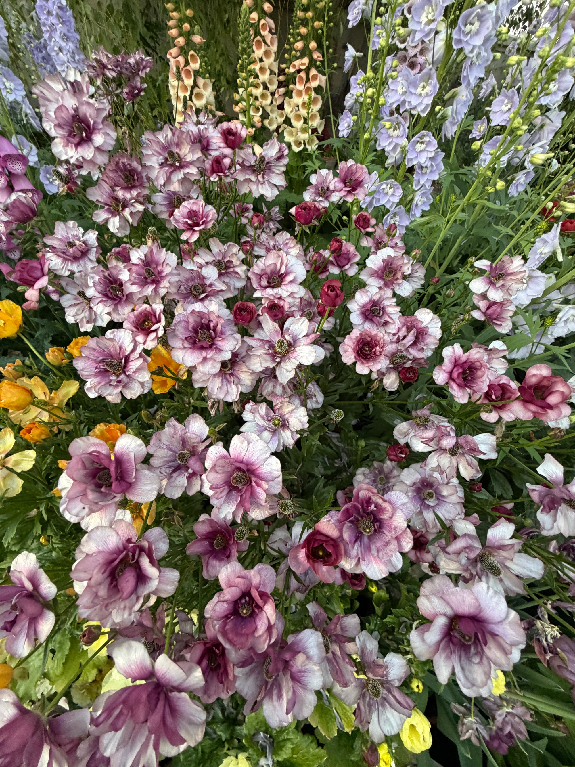 Butterfly Ranunculus 'Thiva'