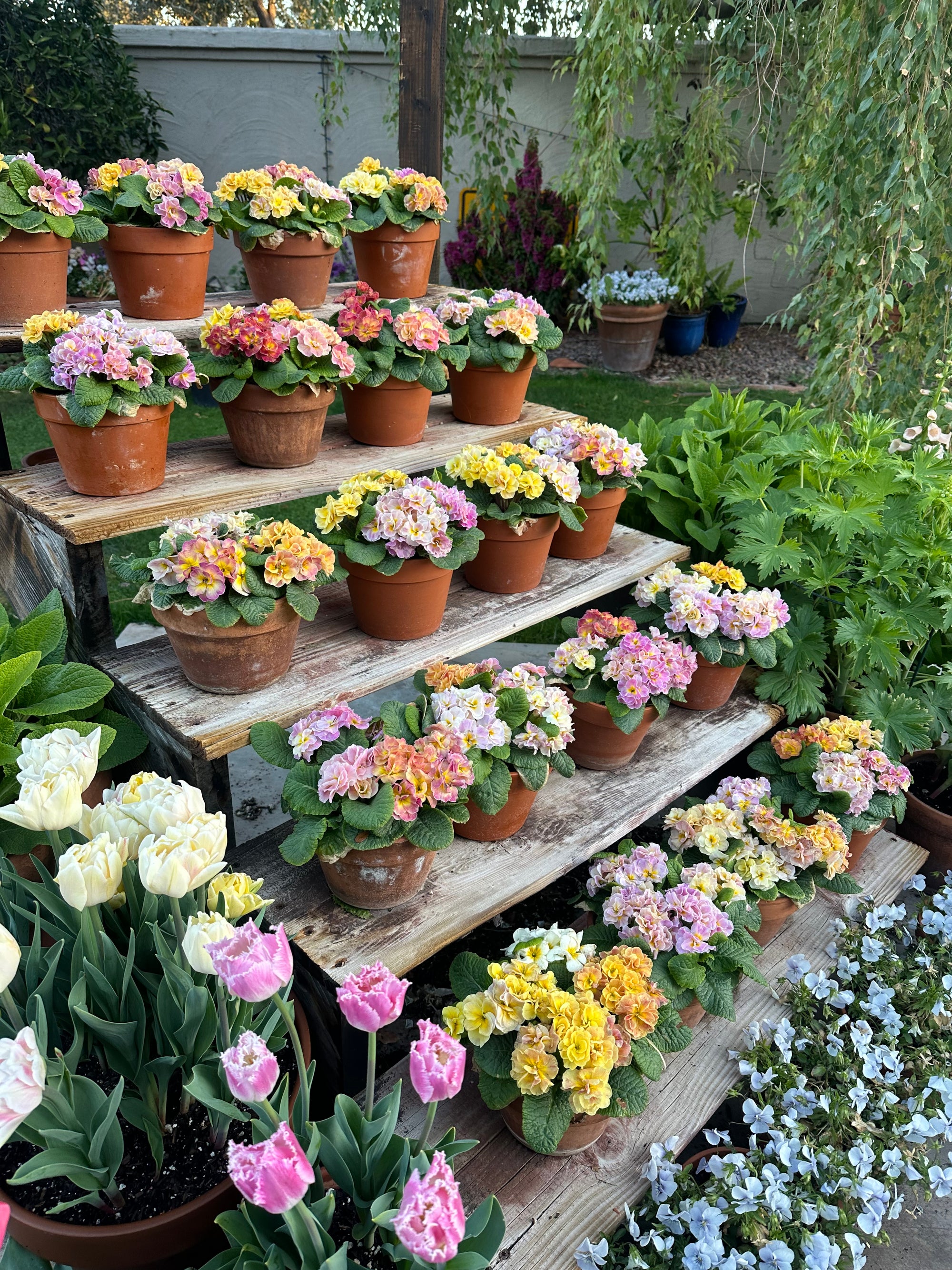 Primrose Paradiso Double Champagne