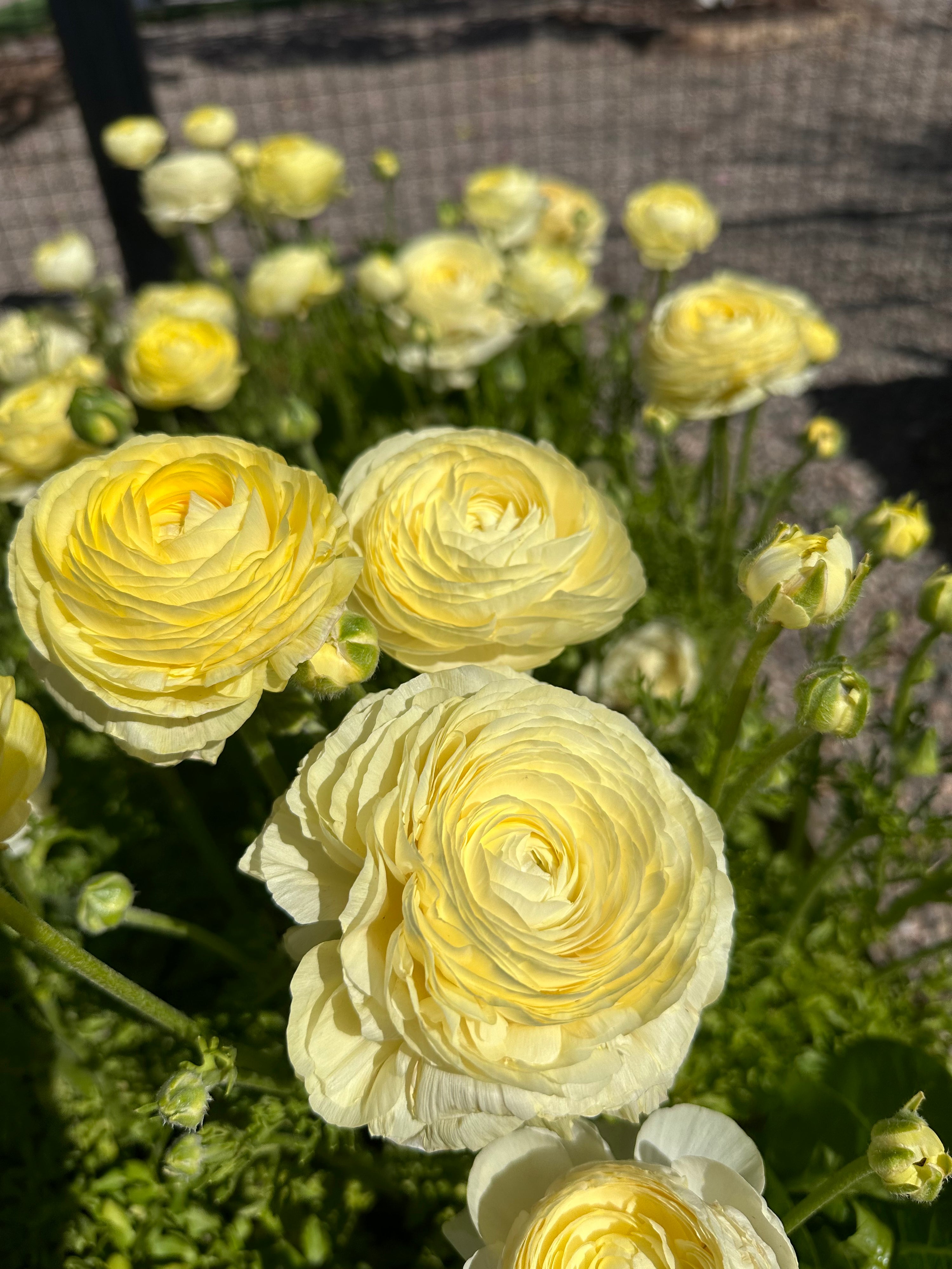 Ranunculus Amandine Cream