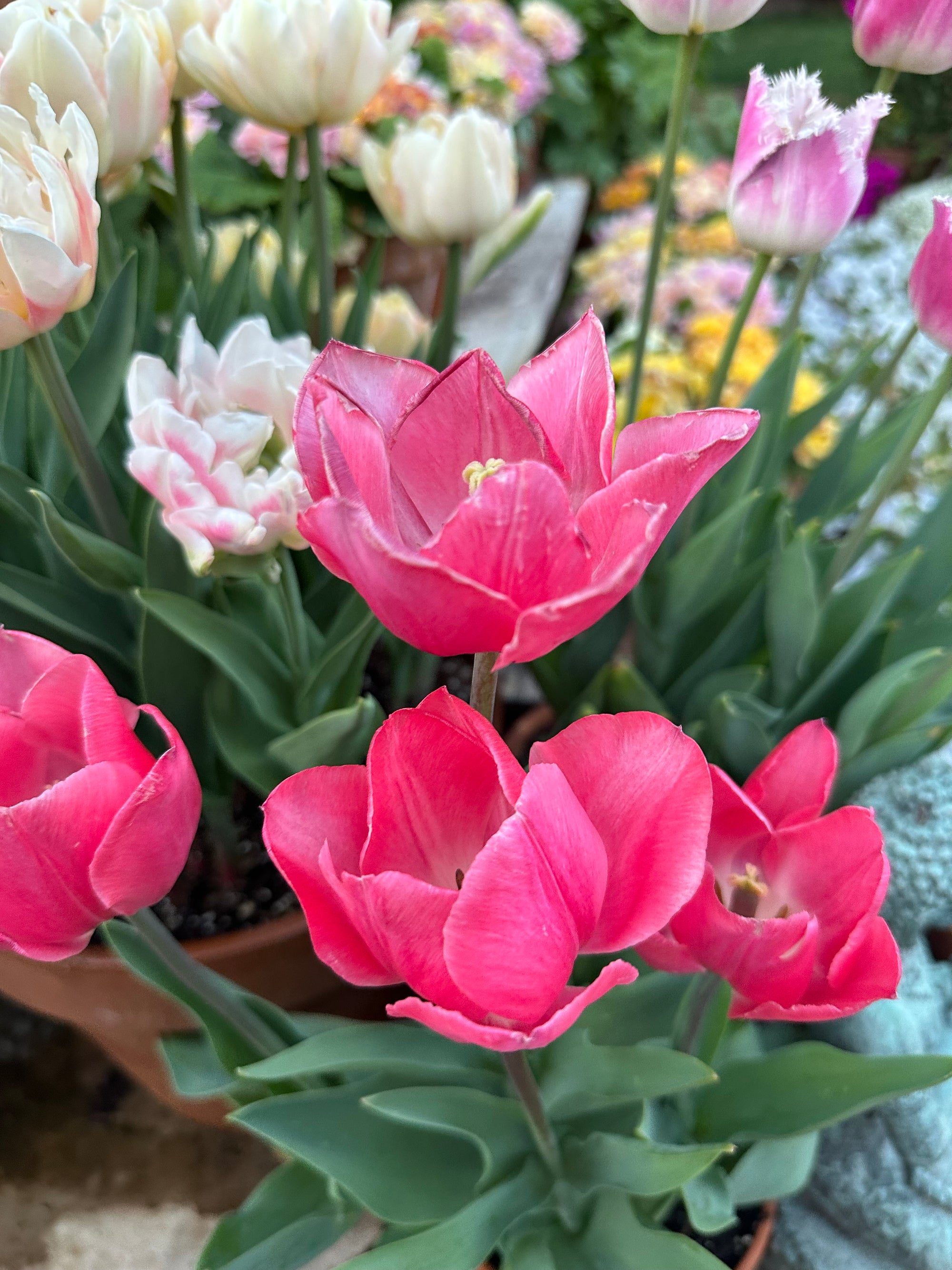 Tulip Lyida pre chilled