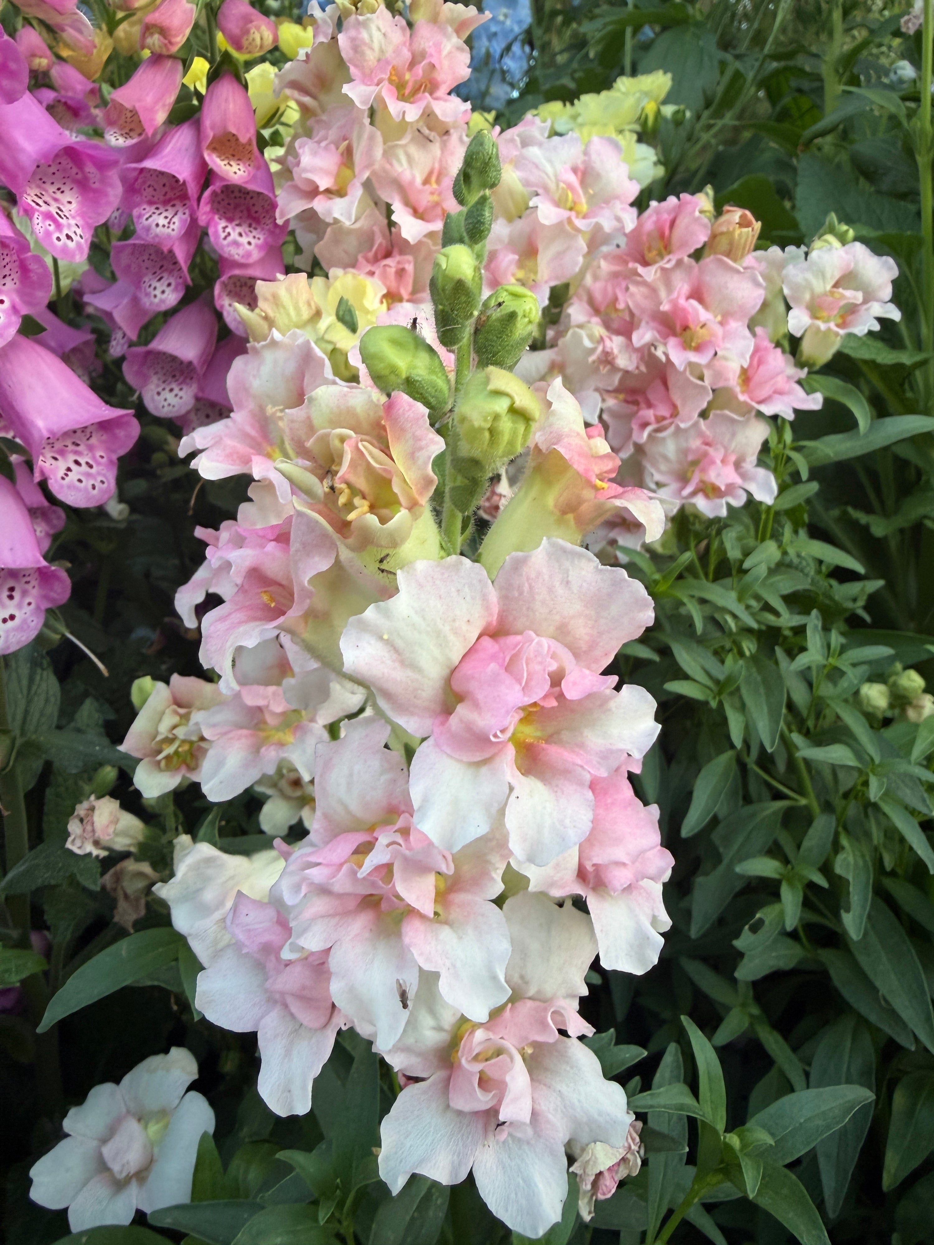 Snapdragon Doubleshot 'appleblossom' seeds