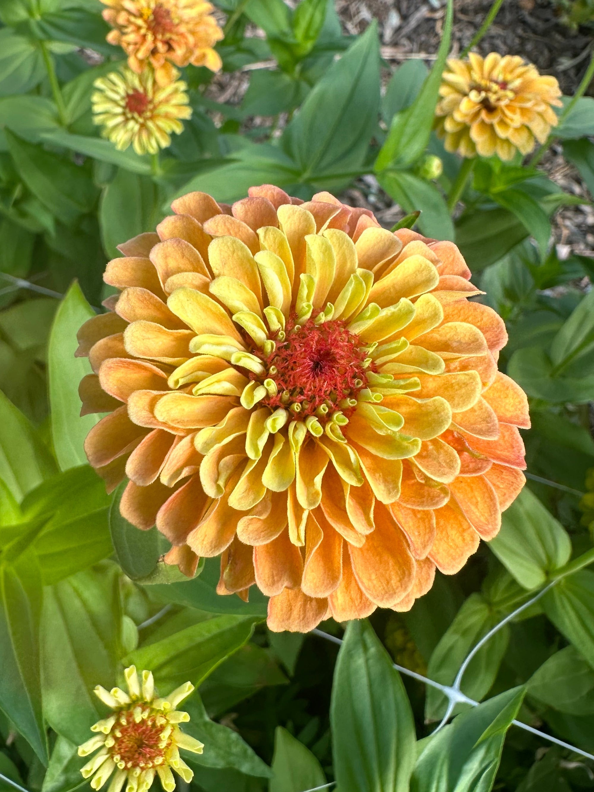 Zinnia Queen Lime 'Orange' seeds