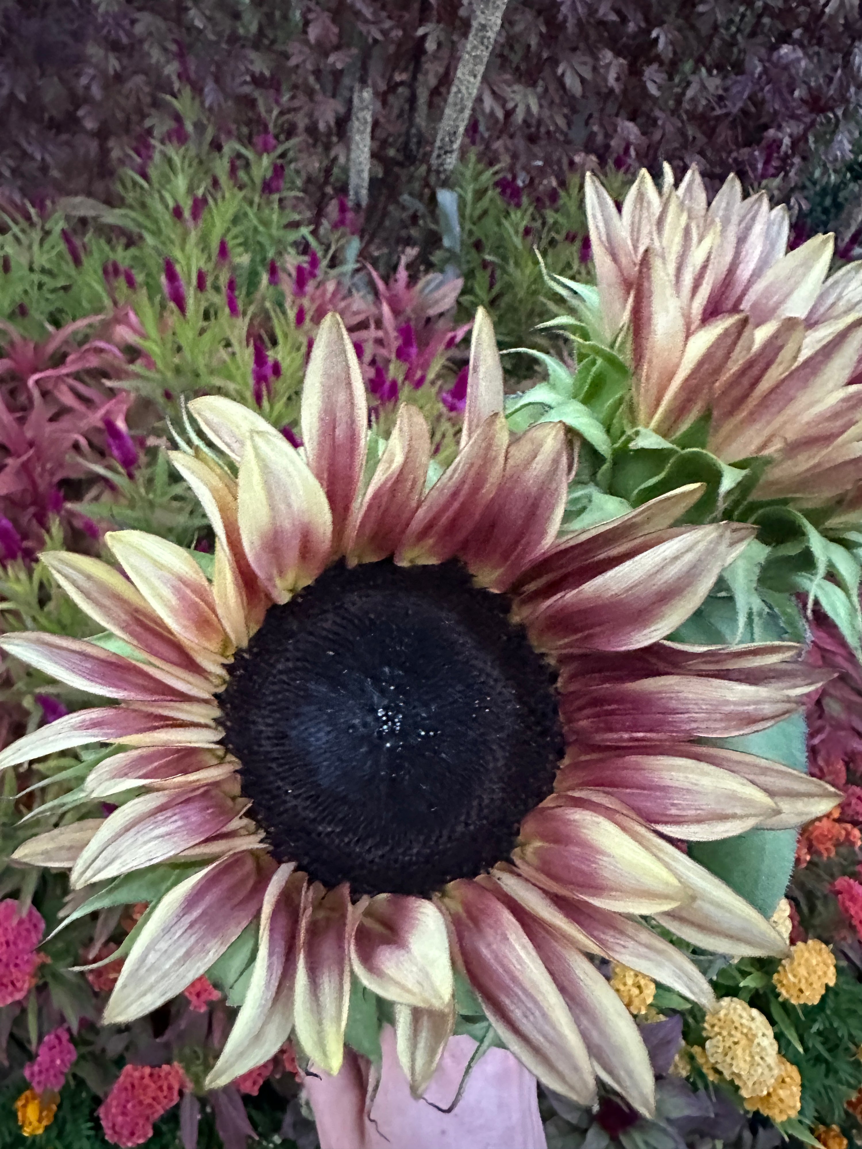 Sunflower Procut Plum seeds