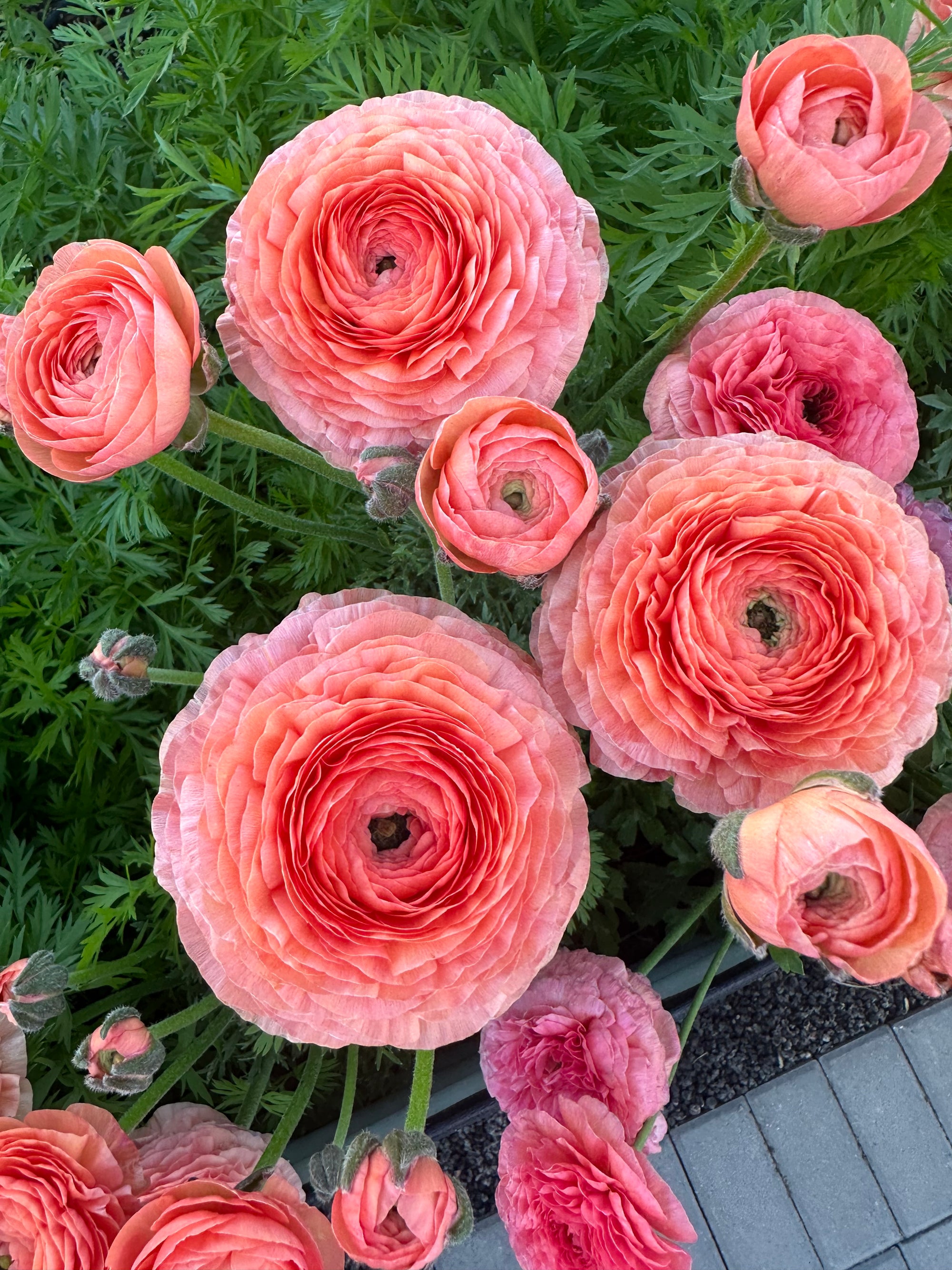 Ranunculus half Clone 'Tango'