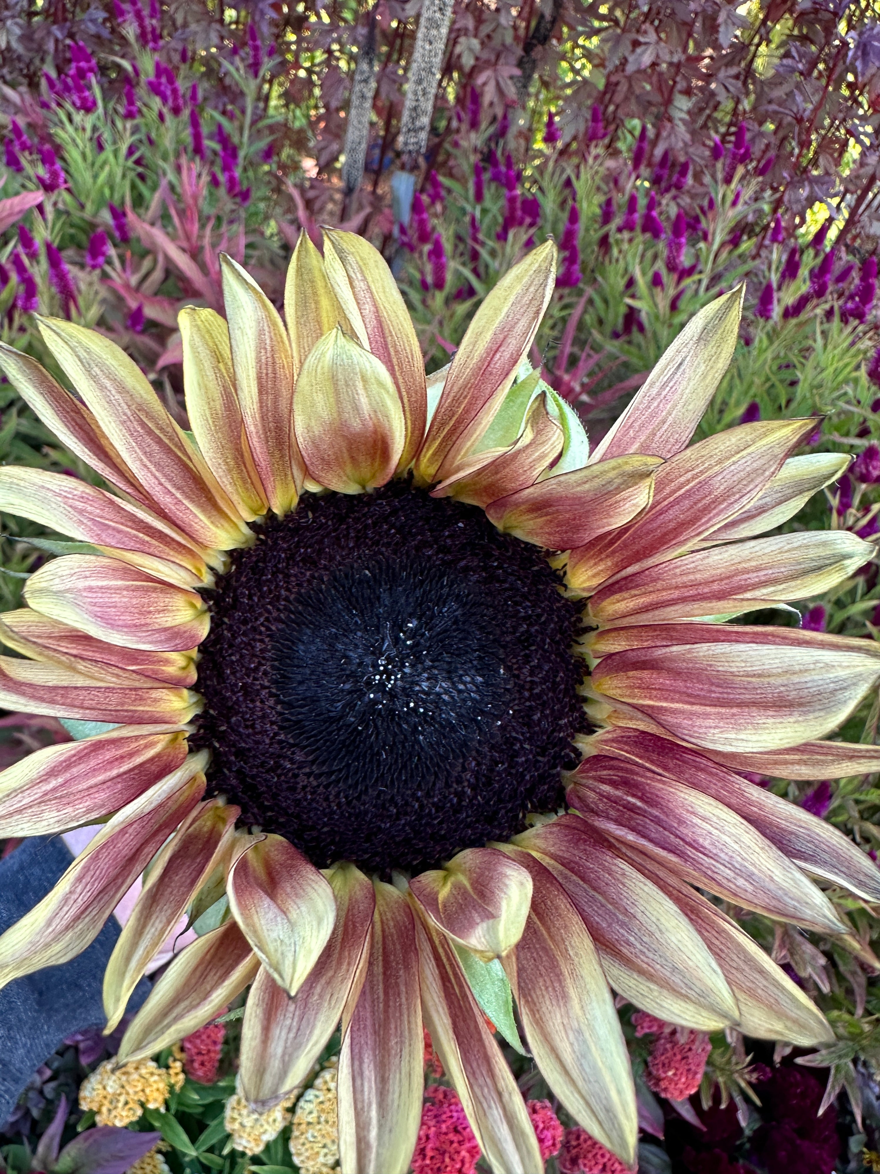 Sunflower Procut Plum seeds