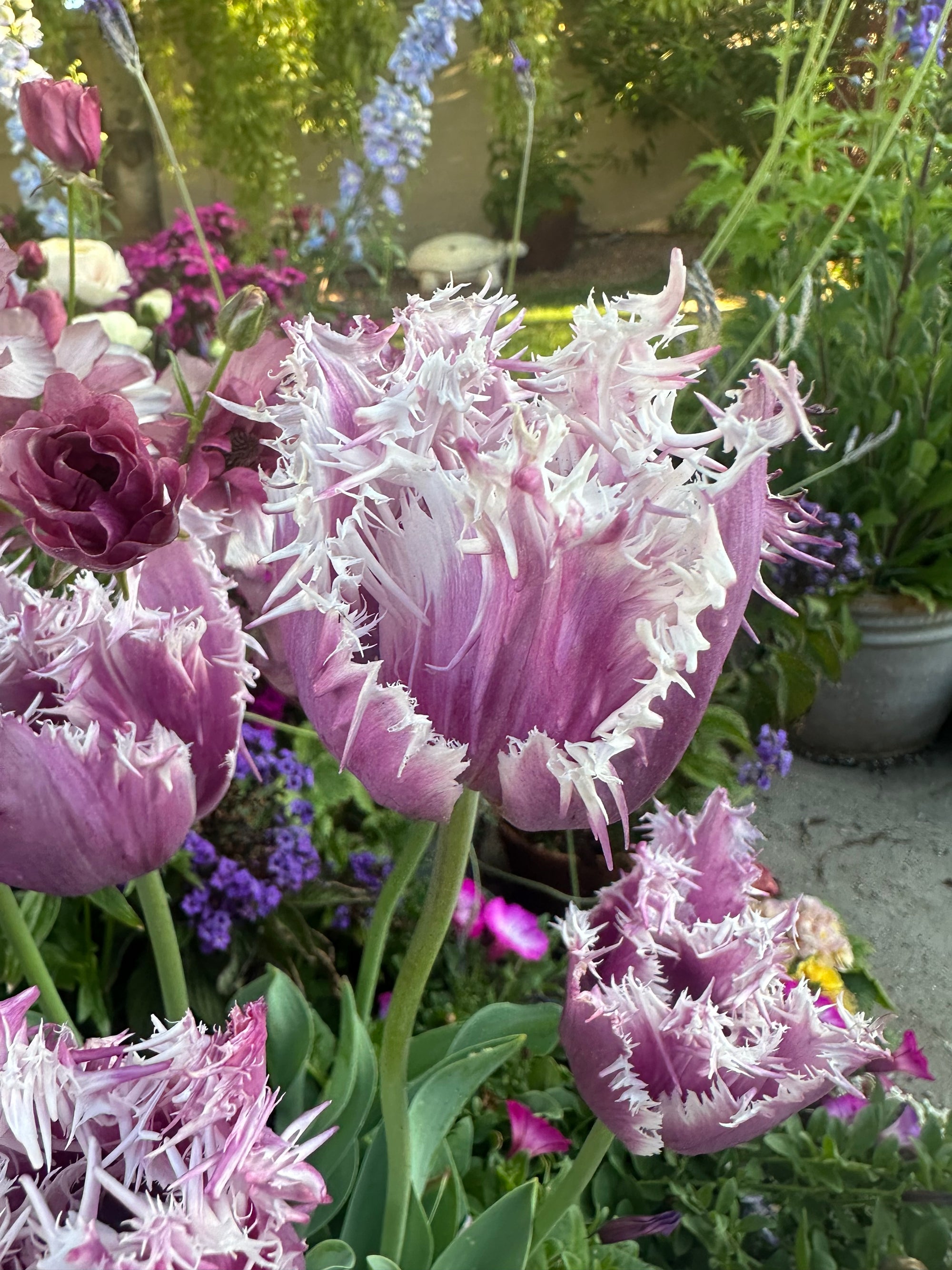 Tulip Crunchy Cummins Pre cooled bulbs