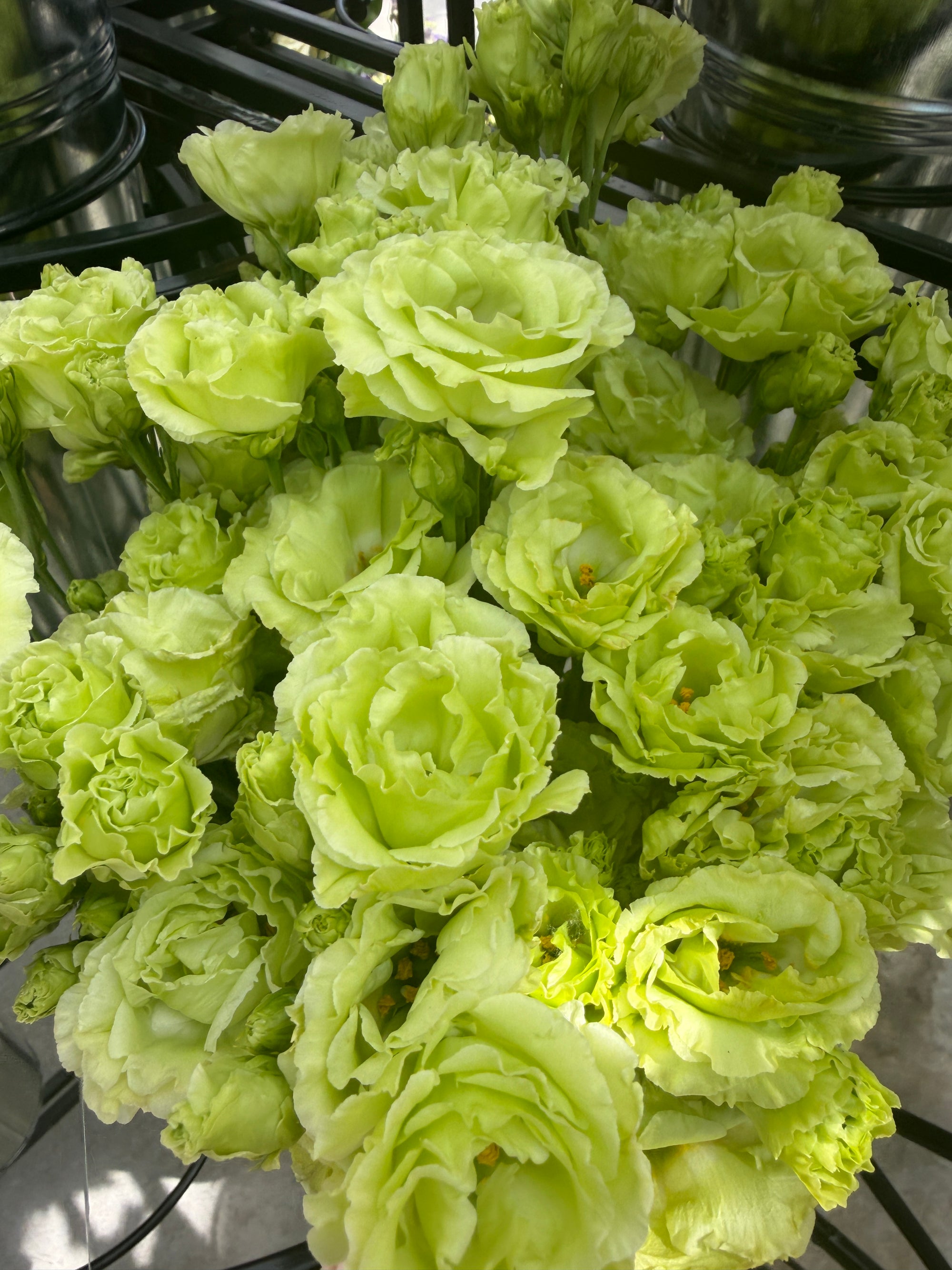 Lisianthus Roseanne 'green' seeds