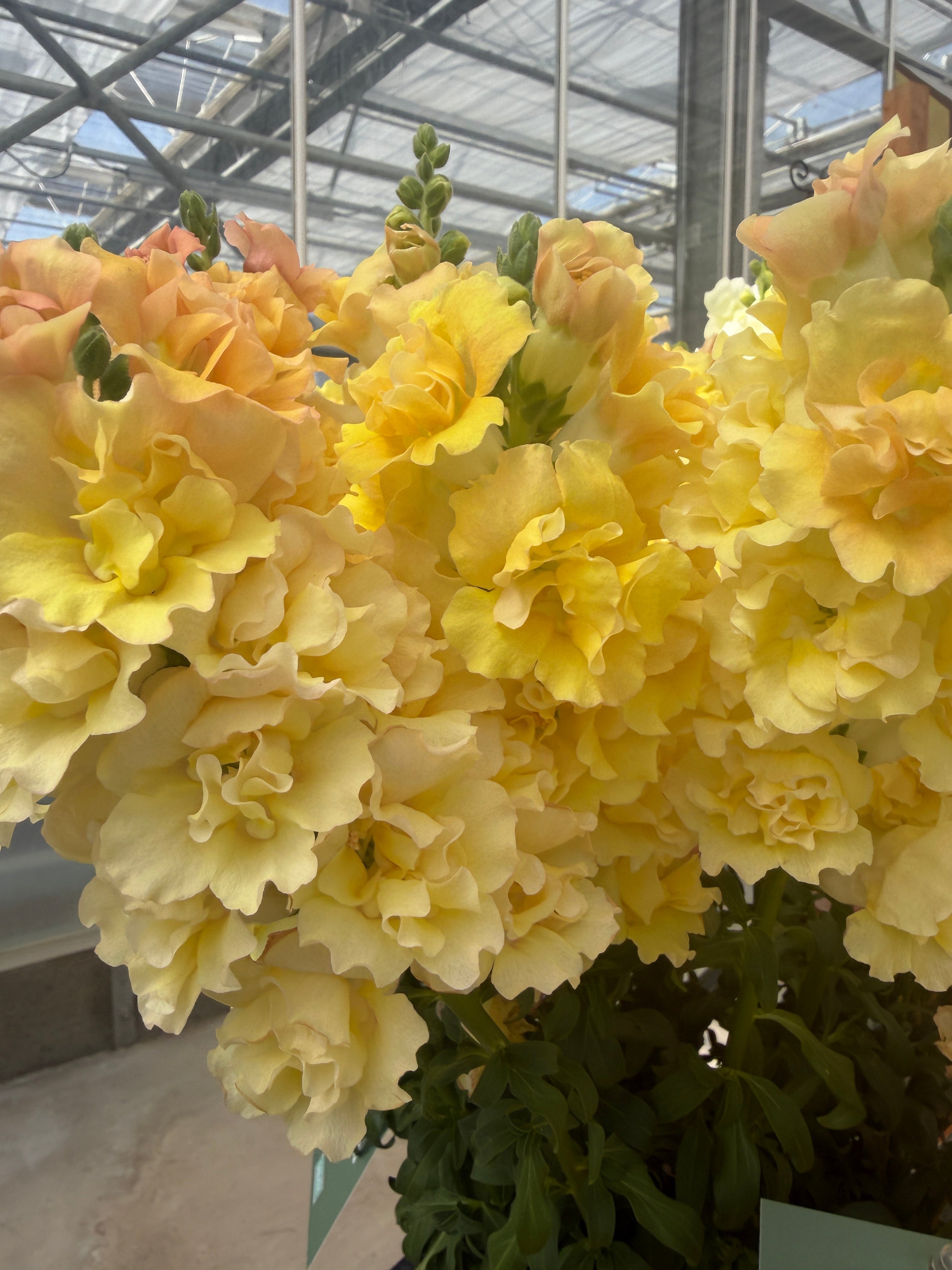 Snapdragon 'Snapstar Champagne' plugs