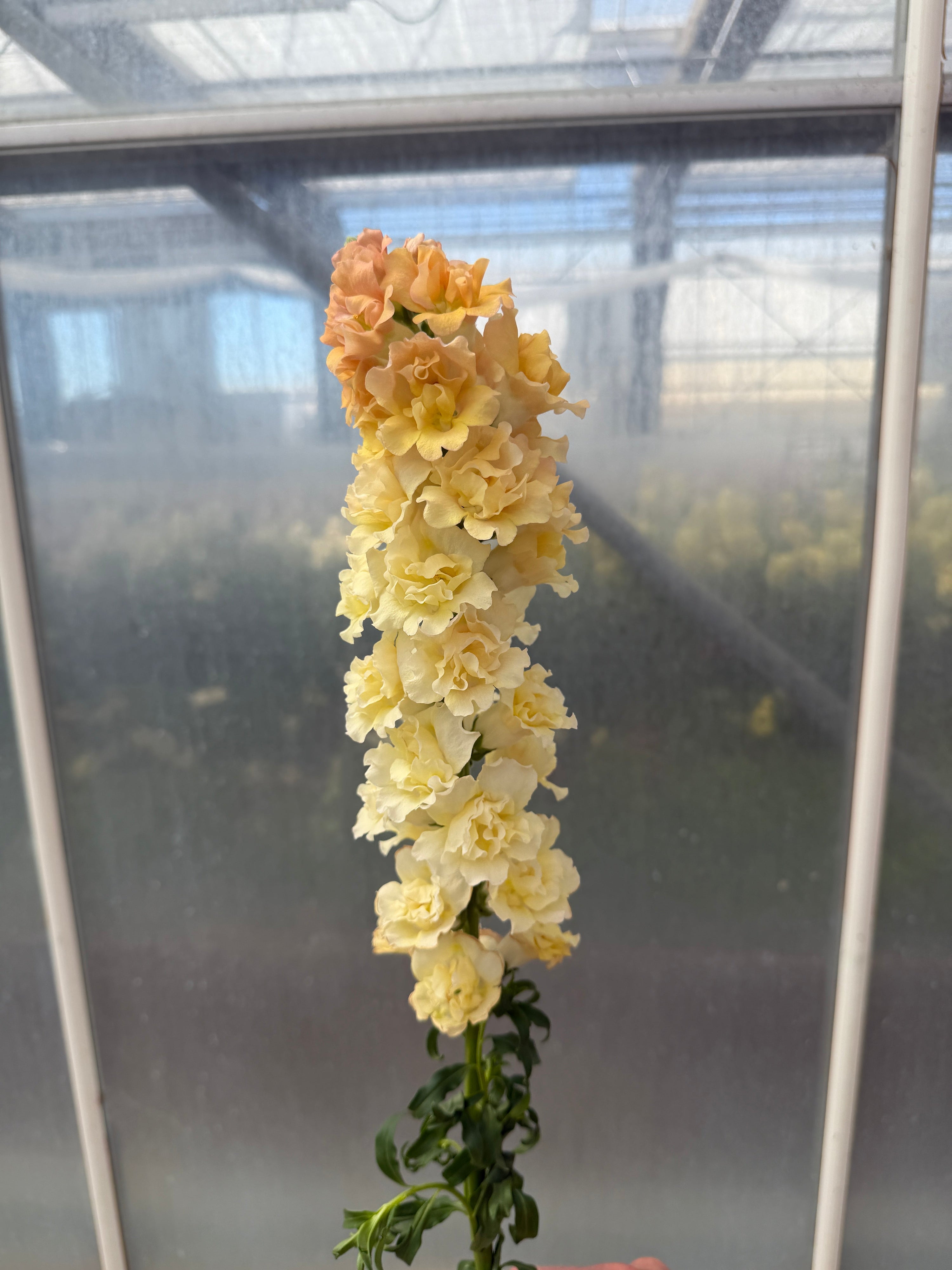Snapdragon 'Snapstar Champagne' plugs