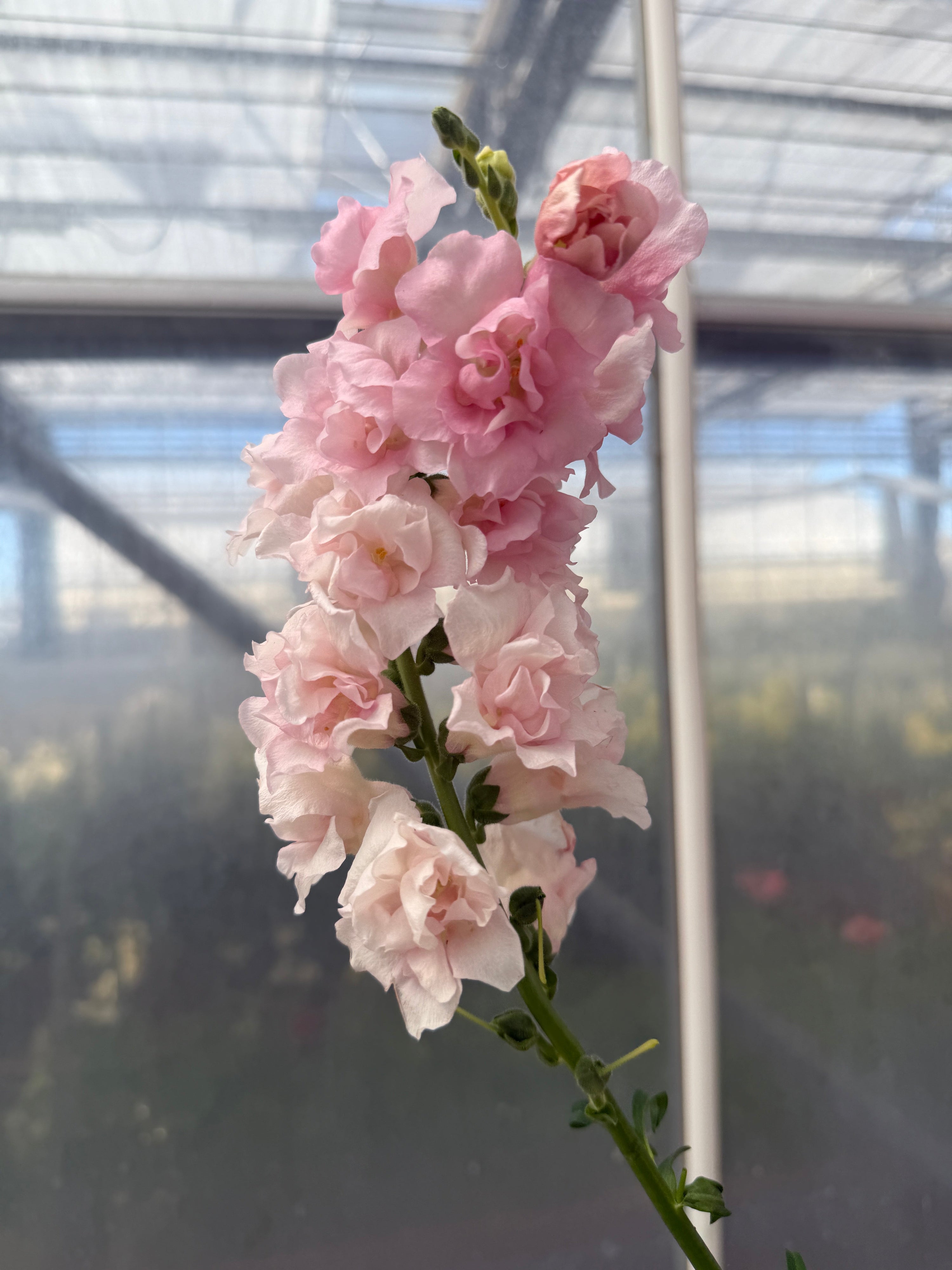 Snapdragon 'Snapstar Pink' plugs