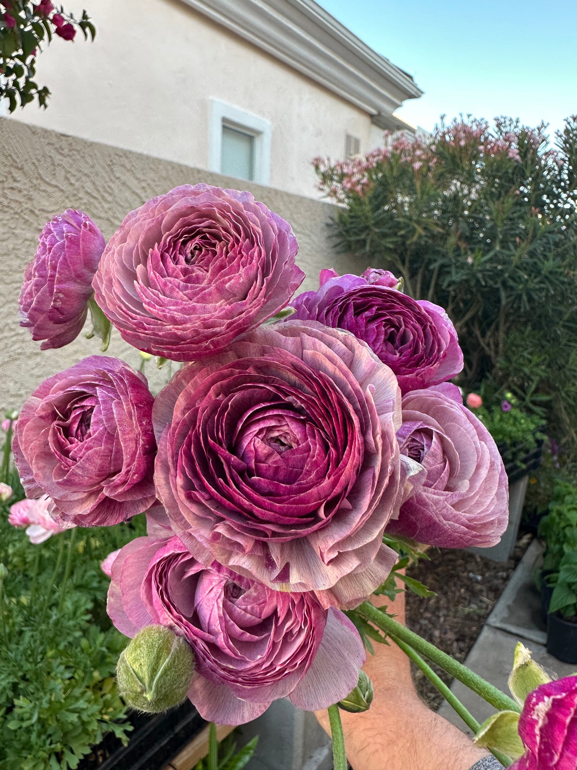 Raunuculus Amandine Purple Jean