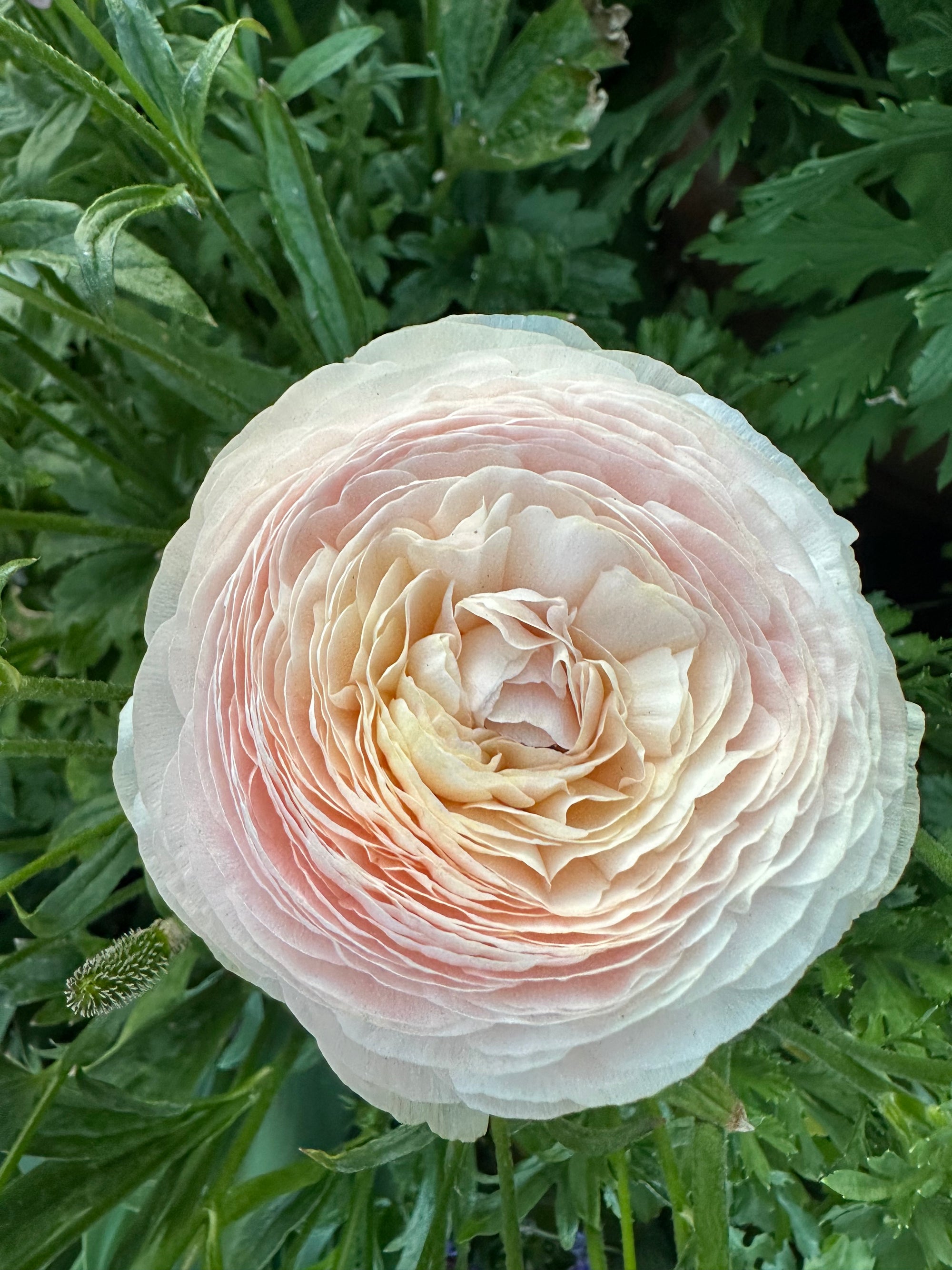 Ranunculus Clone ‘wedding pastel’