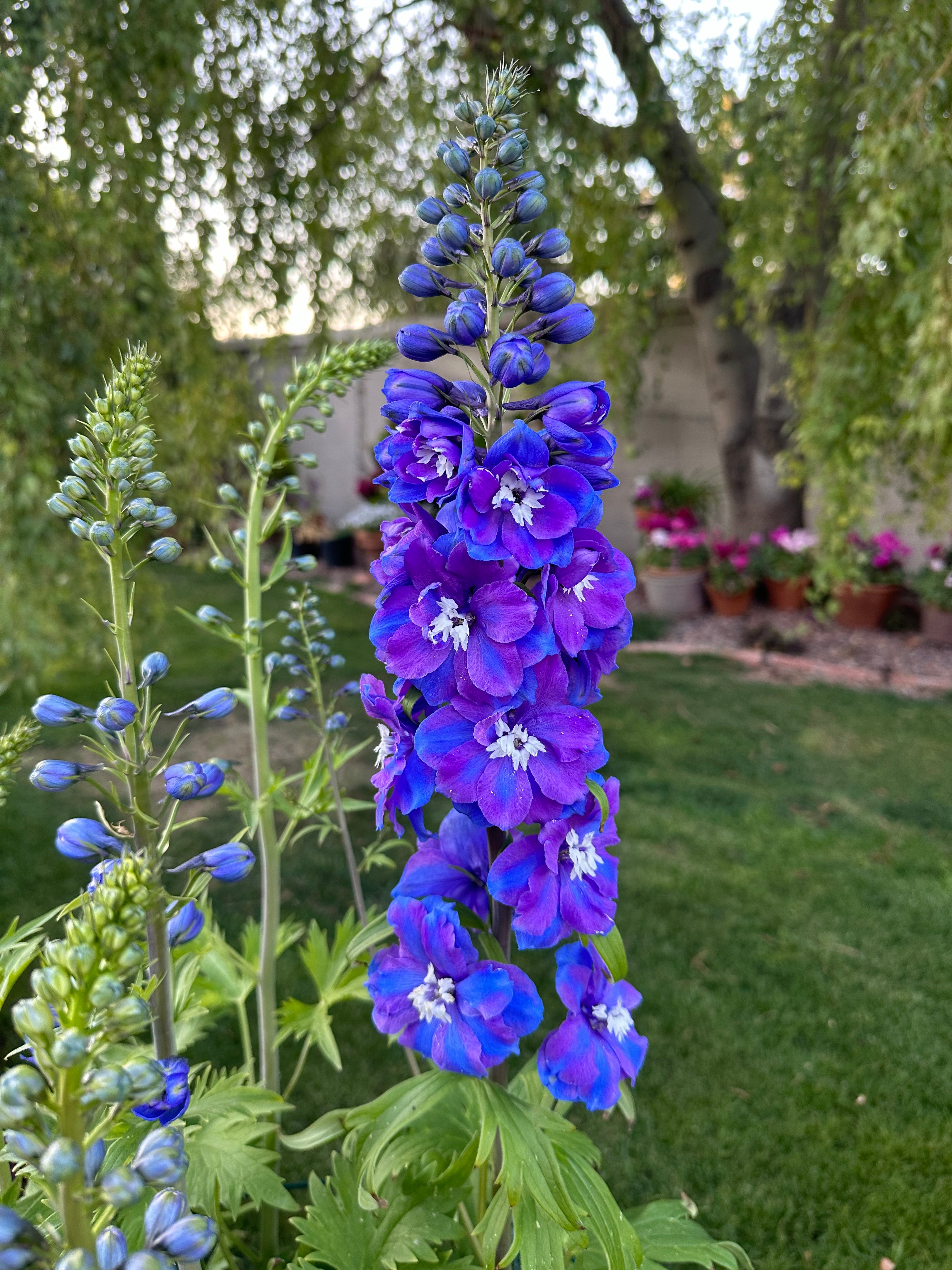 Delphinium Guardian Blue