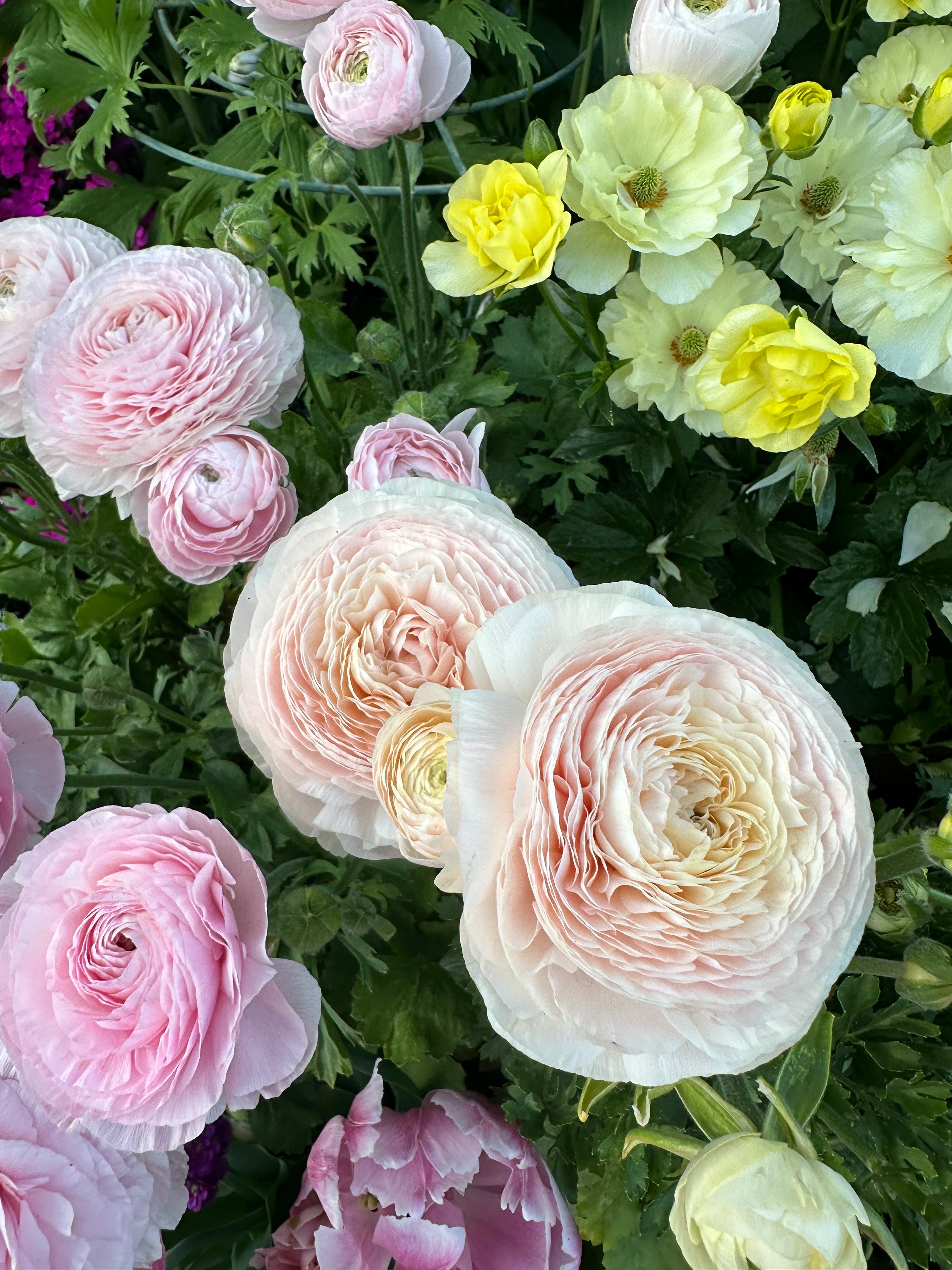 Ranunculus Clone ‘wedding pastel’