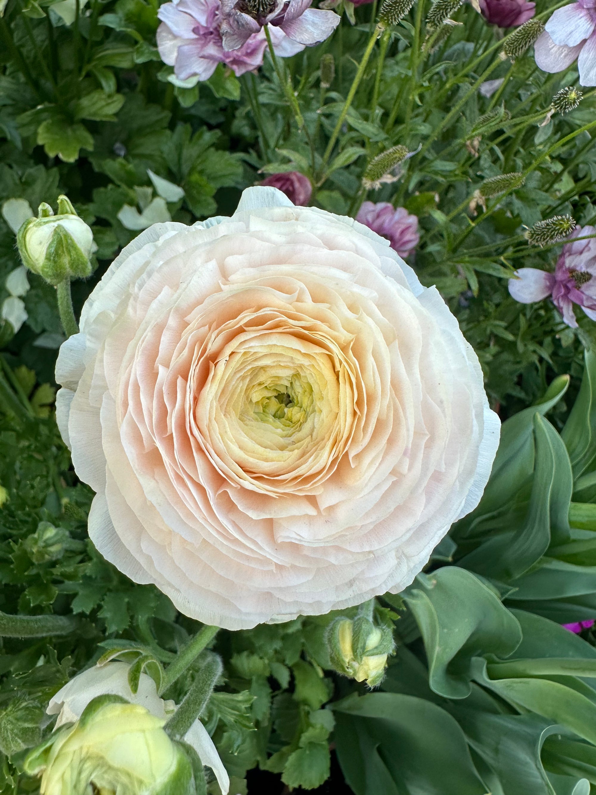 Ranunculus Clone ‘wedding pastel’