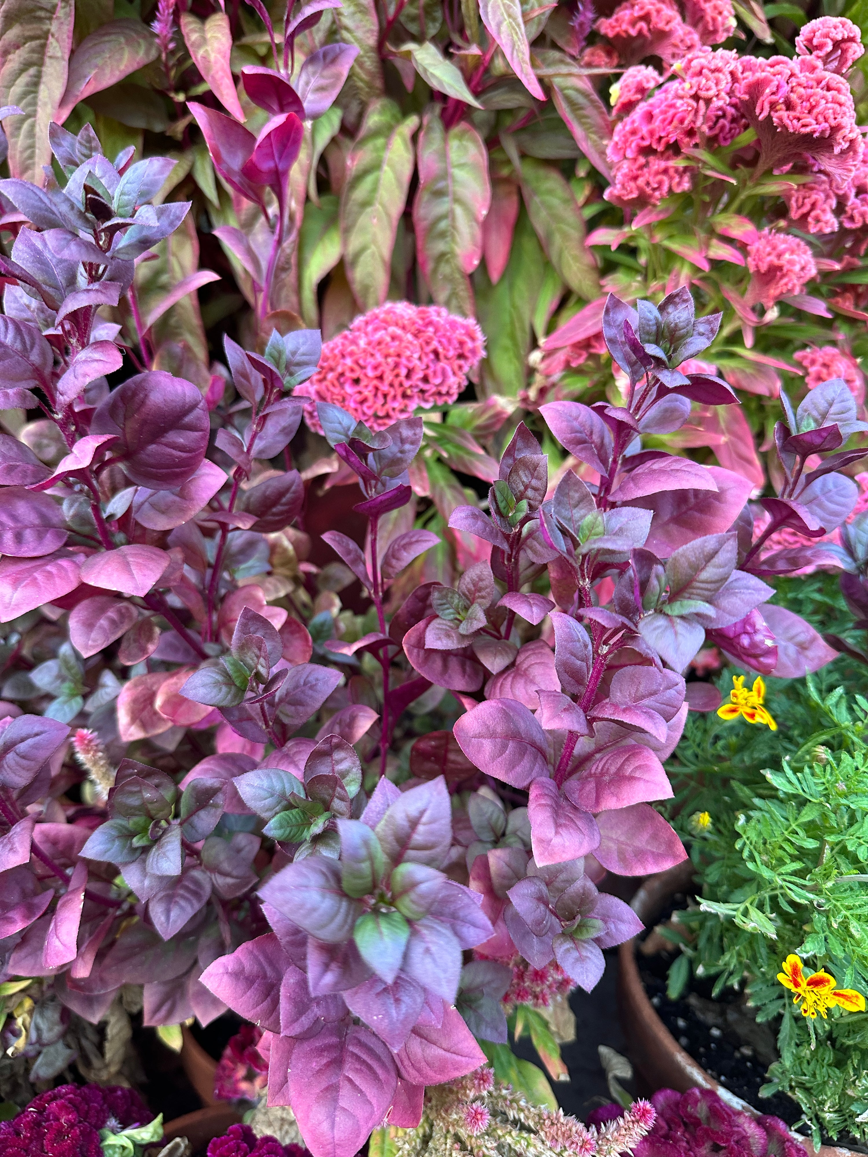 Alternanthera purple prince seeds