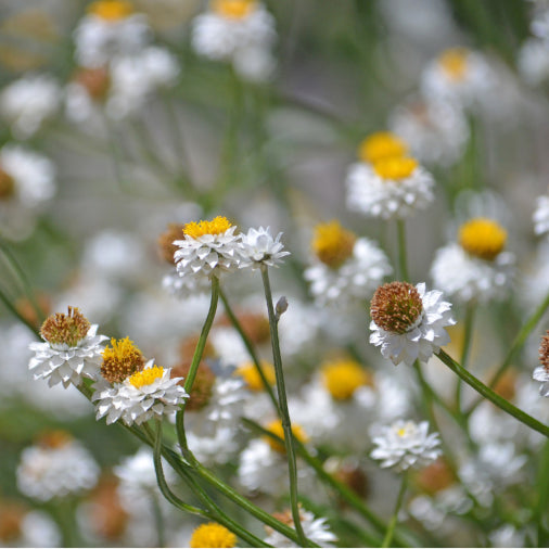 Ammobium ‘Winged Everlasting’