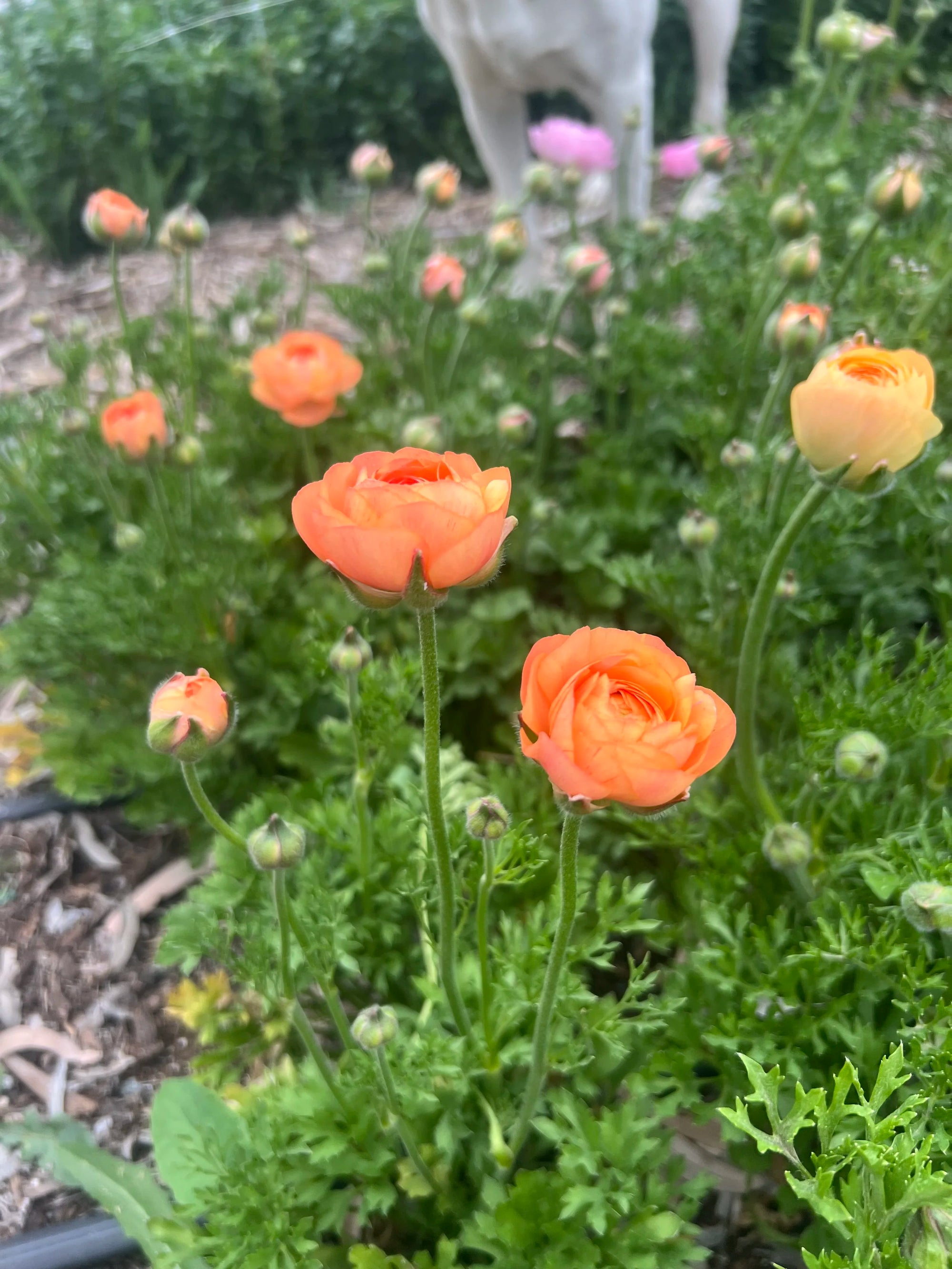 Ranunculus Labelle Salmon
