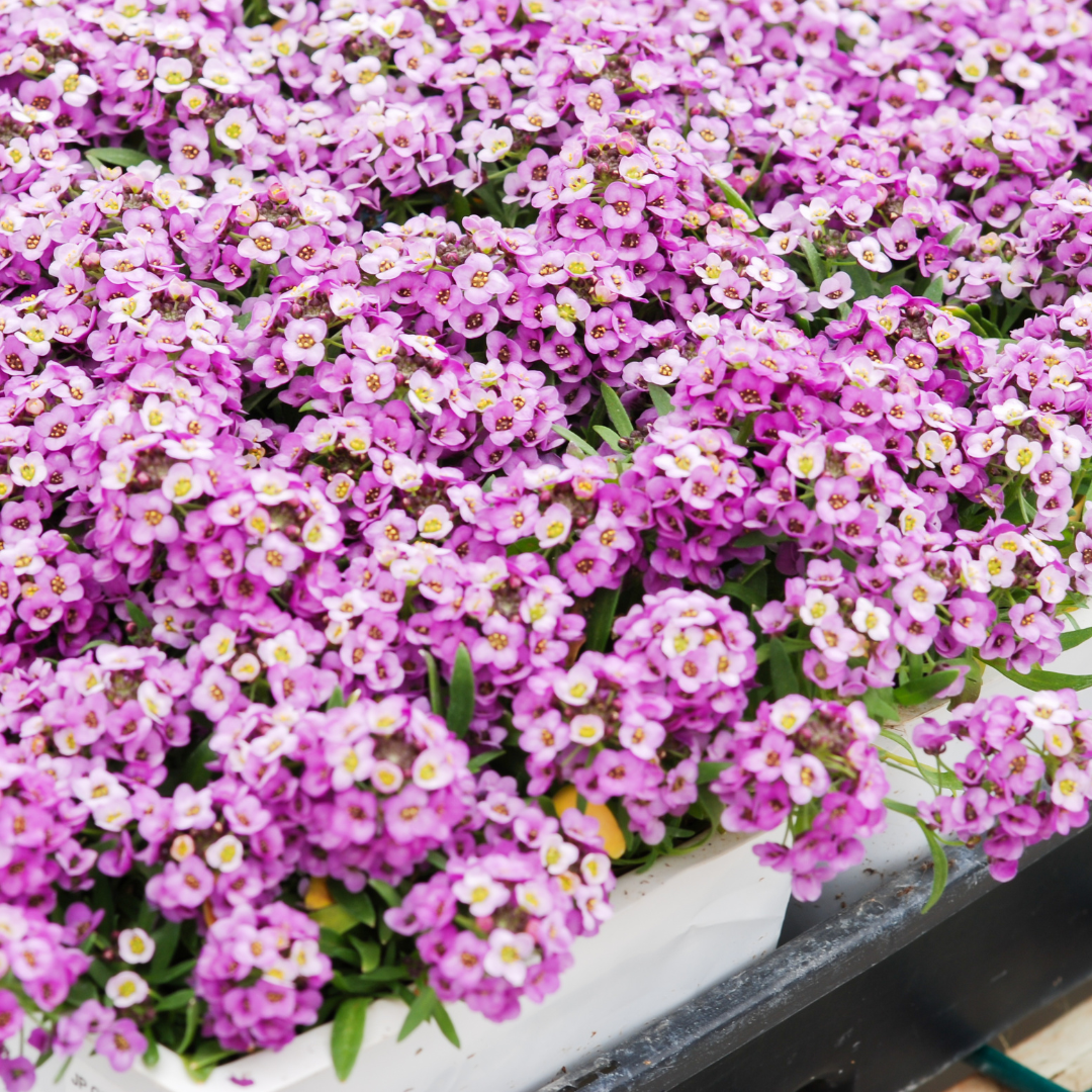 Alyssum Clear Crystal Lavender seeds