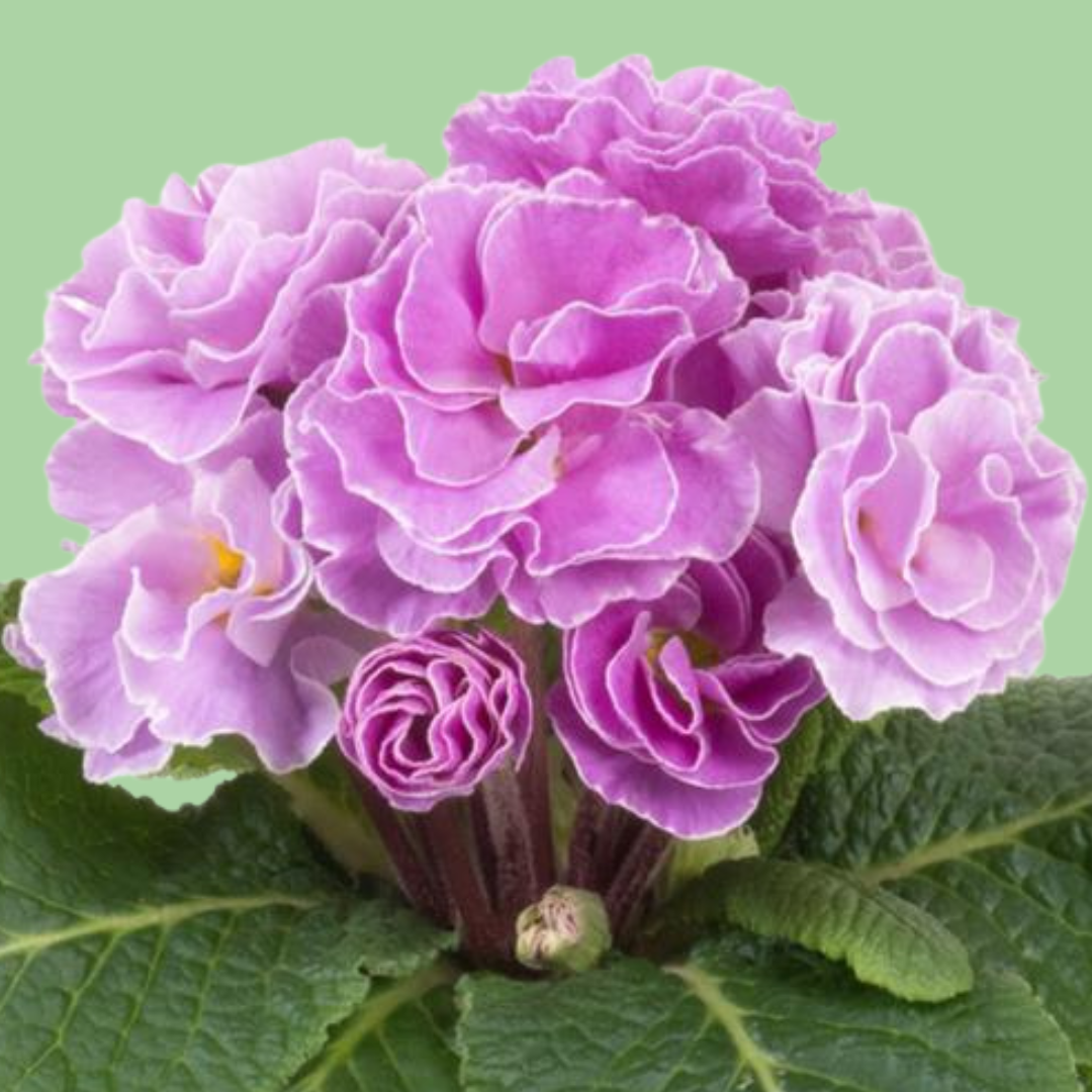 Primrose Paradiso Double Lavender