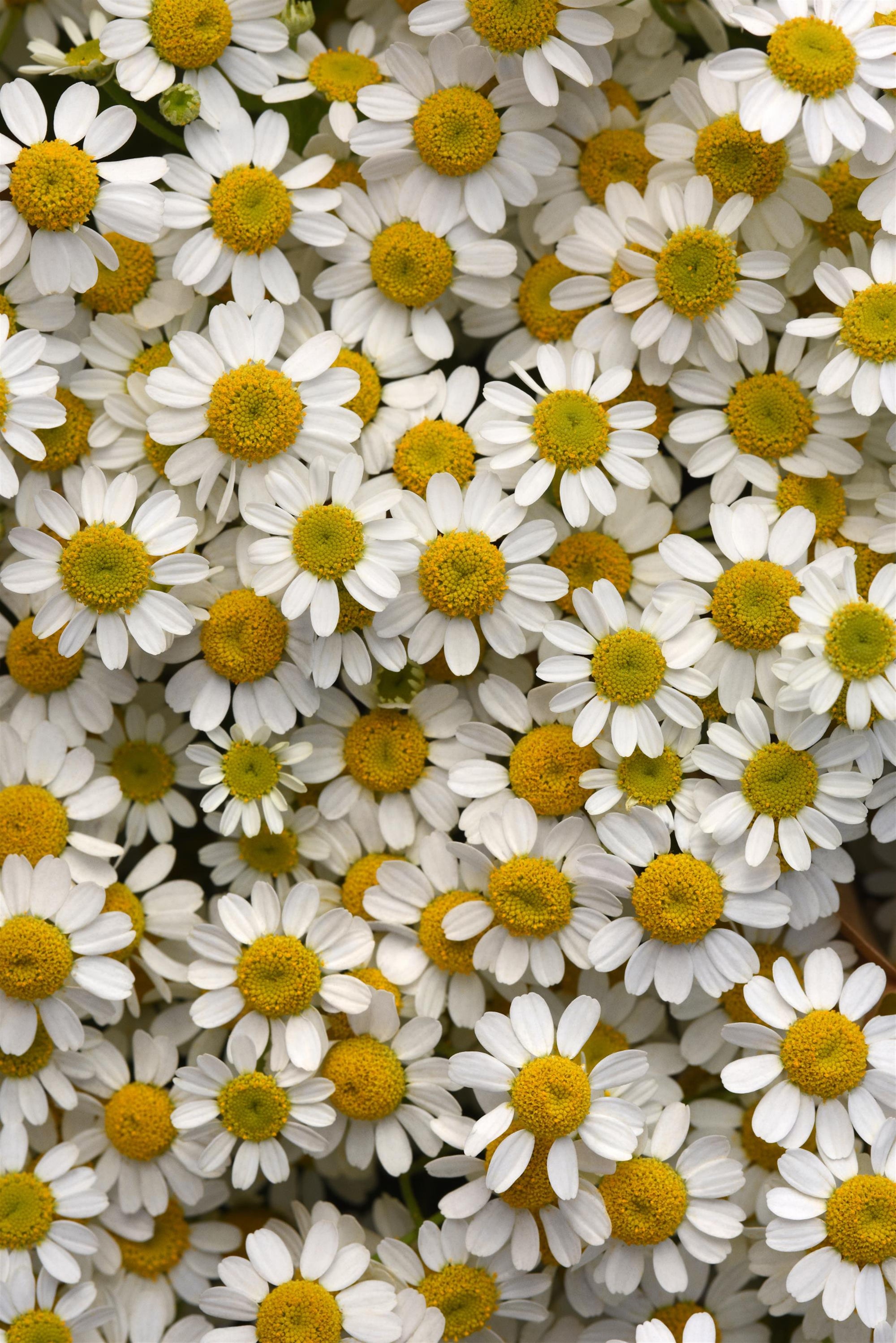 Feverfew 'Vegmo Single' plugs