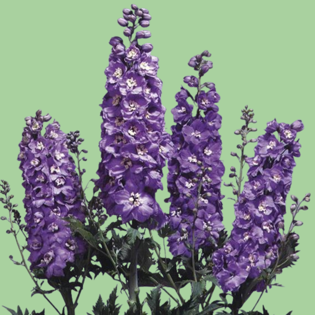 Delphinium Magic Fountains Lavender