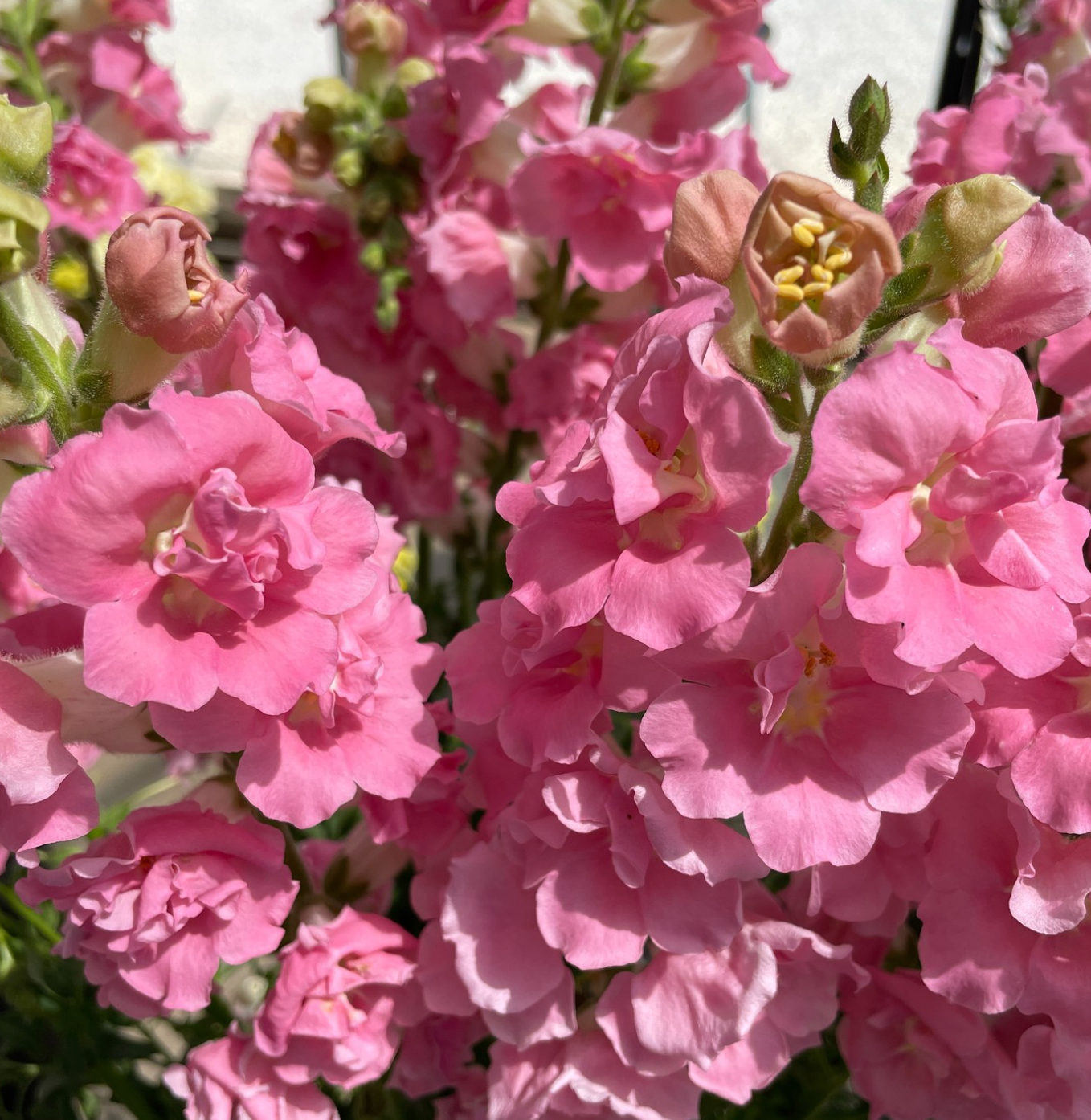 Snapdragon Legend Double Pink