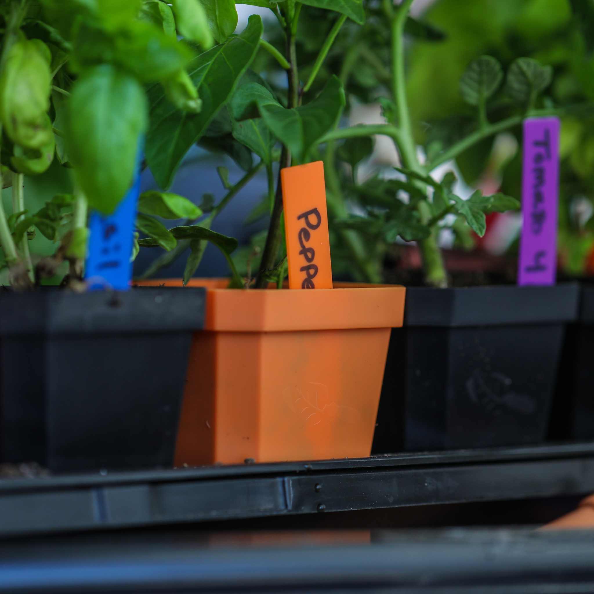 Multi-color Plant Labels | 100 count