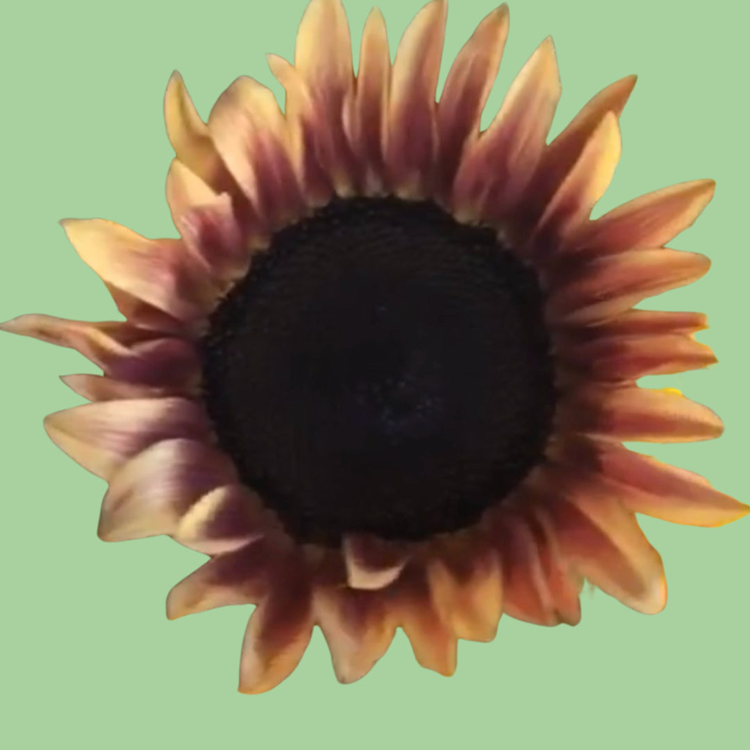 Sunflower Procut Plum seeds