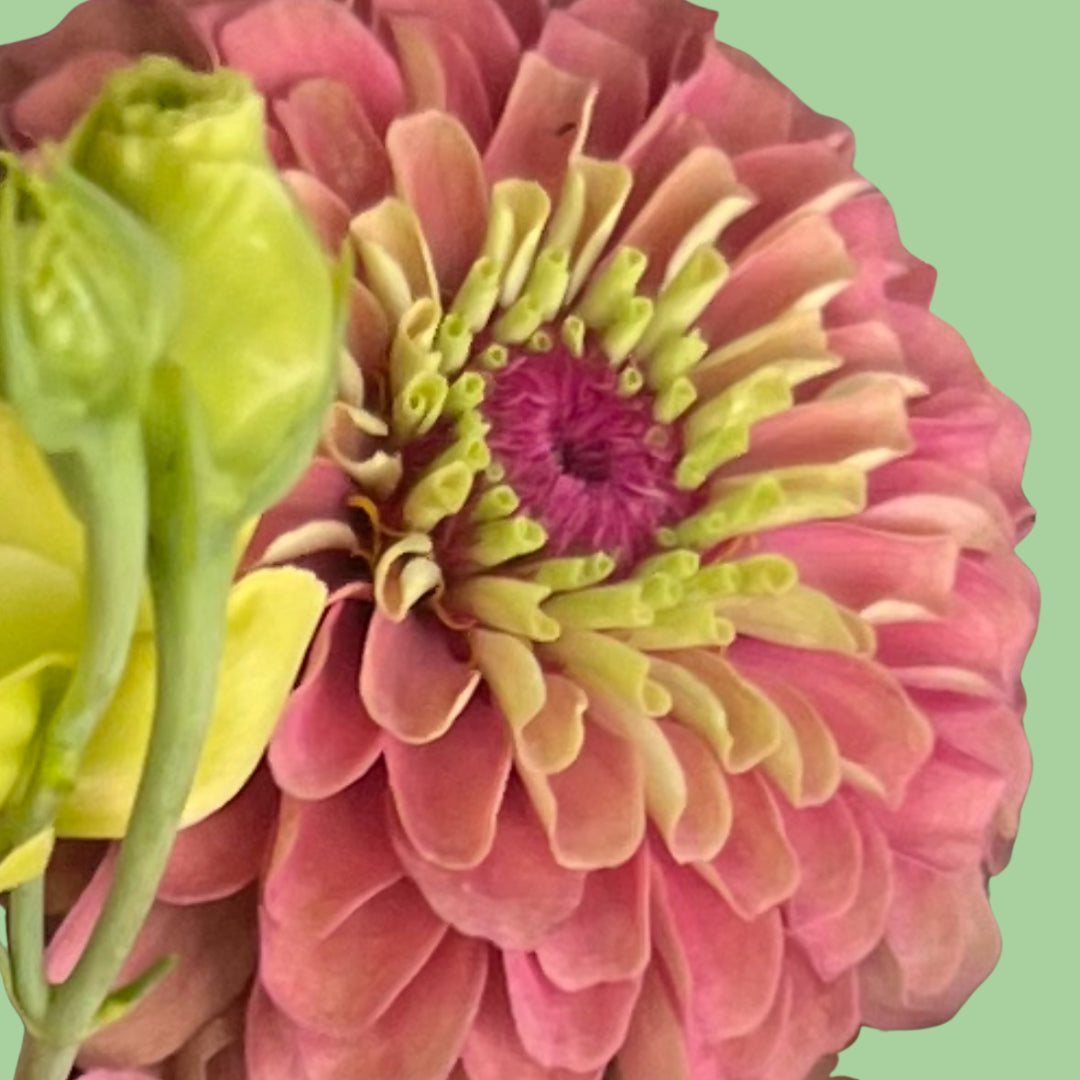 Zinnia Queen Lime Red seeds