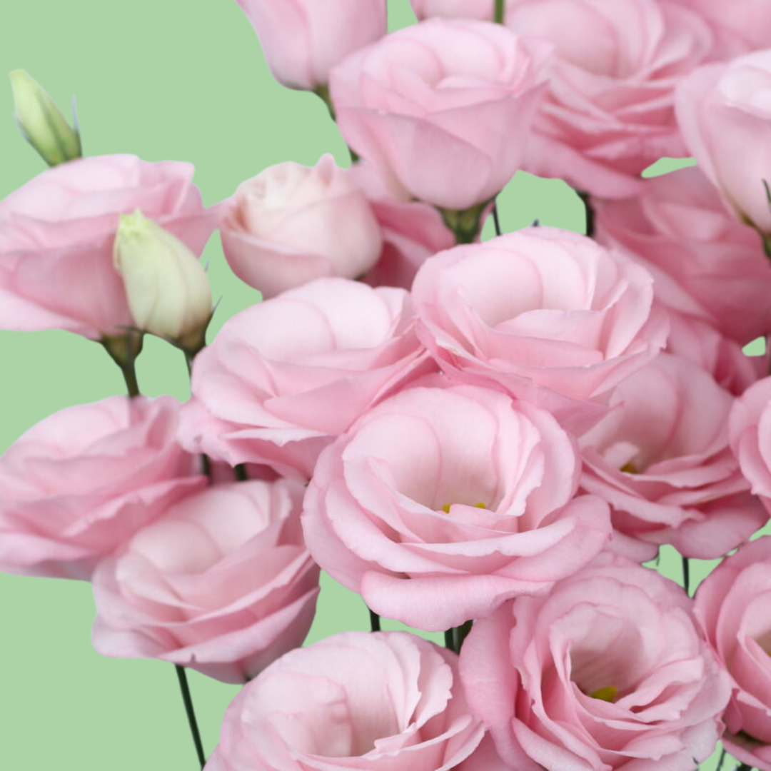 Rosita light pink Lisianthus