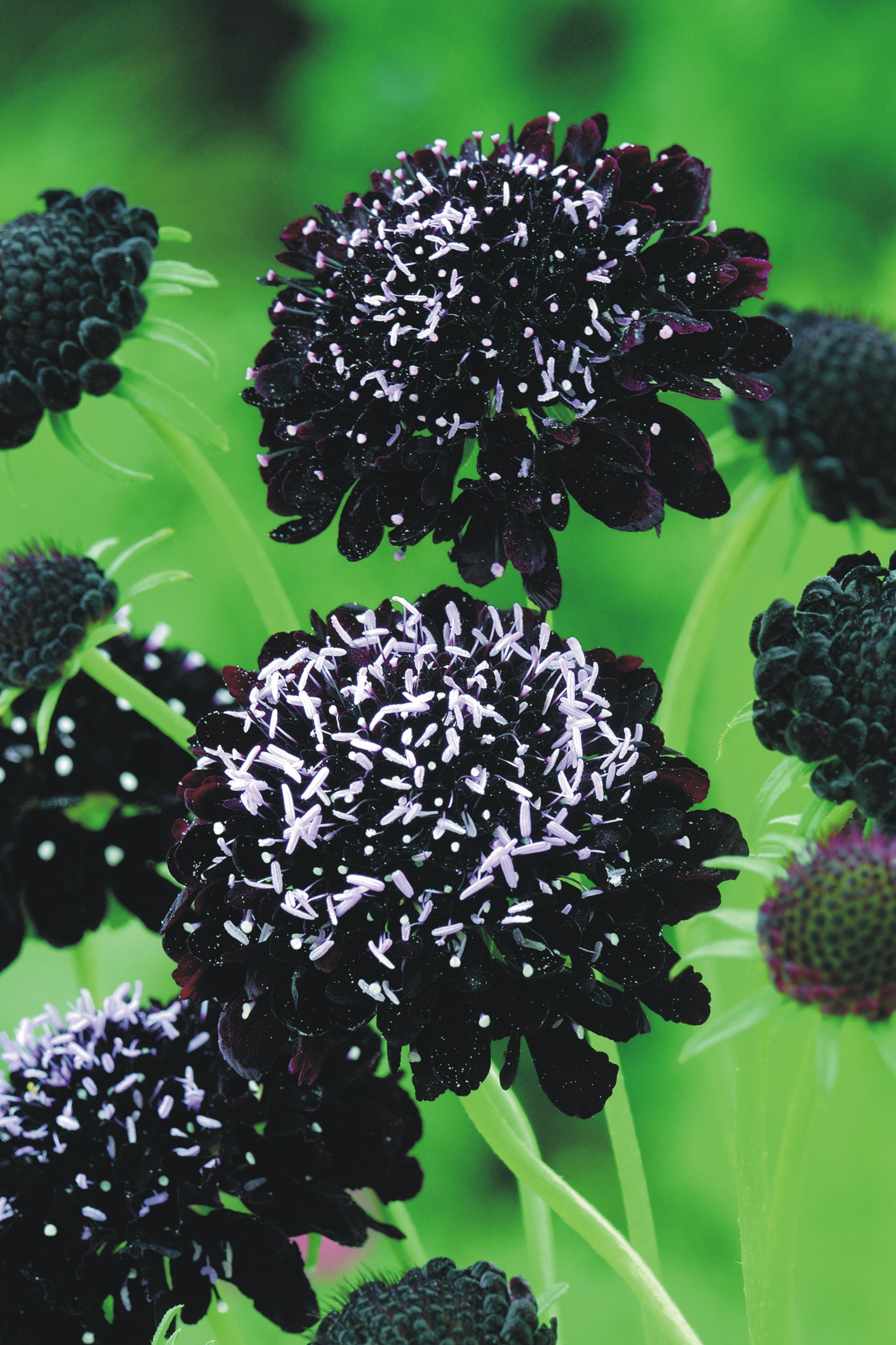 Scabiosa atropurpurea 'Black Night' plugs