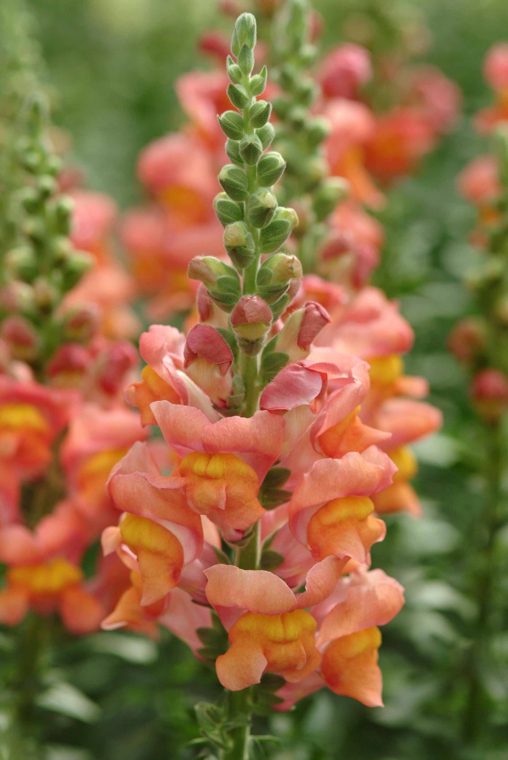 Snapdragon 'Potomac Orange' plugs