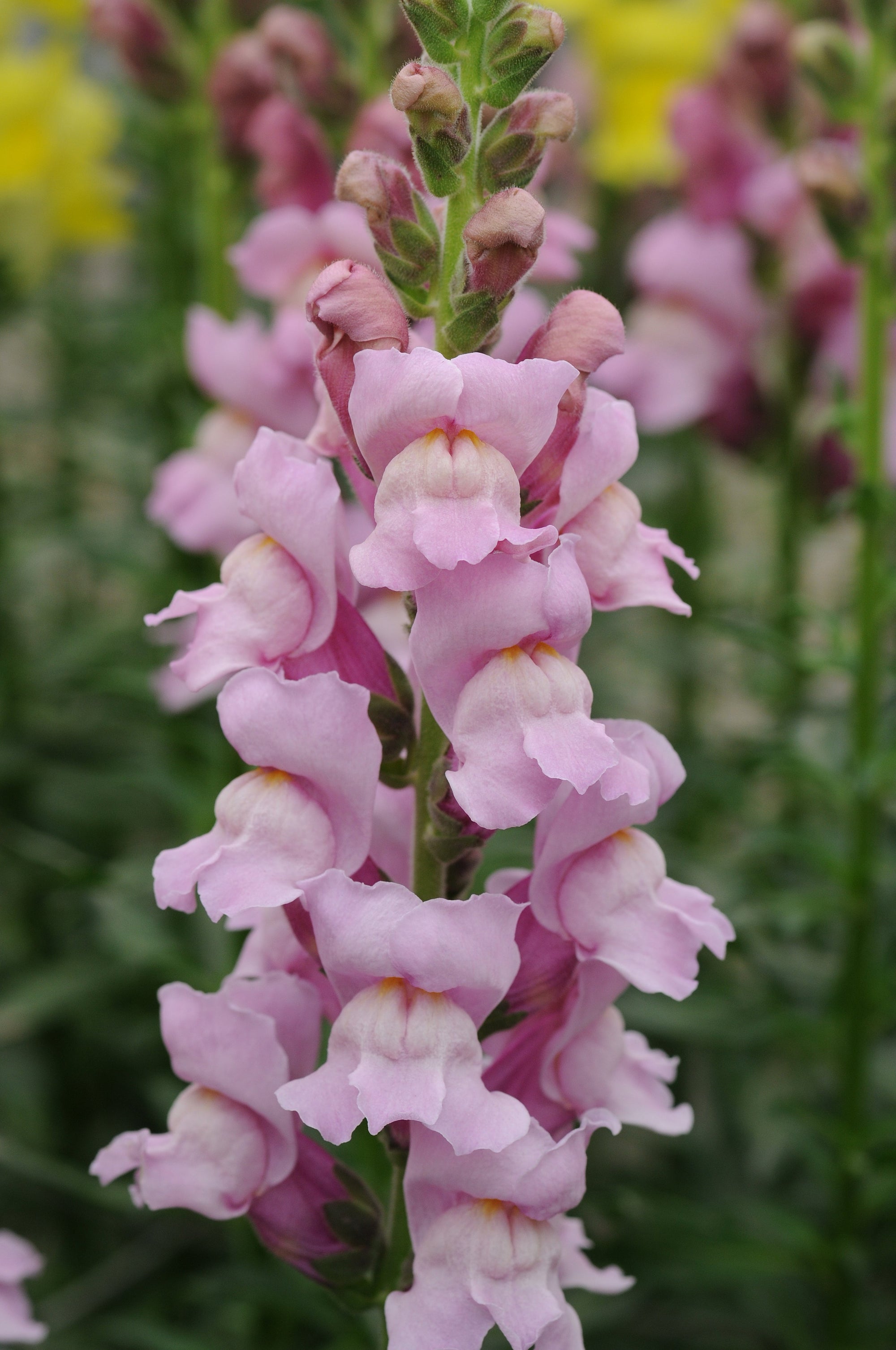 Snapdragon 'Potomac Lavender' plugs