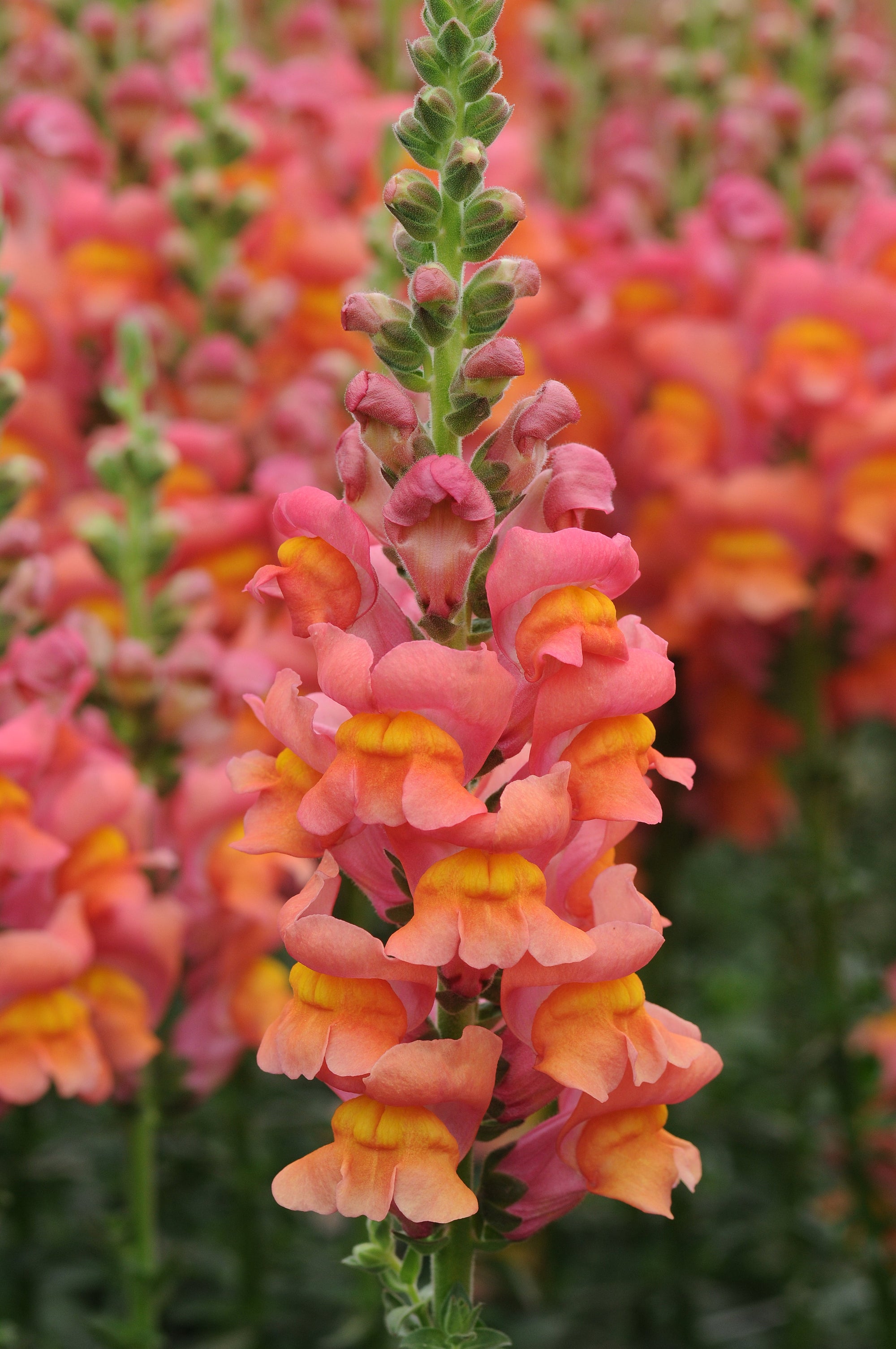 Snapdragon 'Potomac Orange' plugs