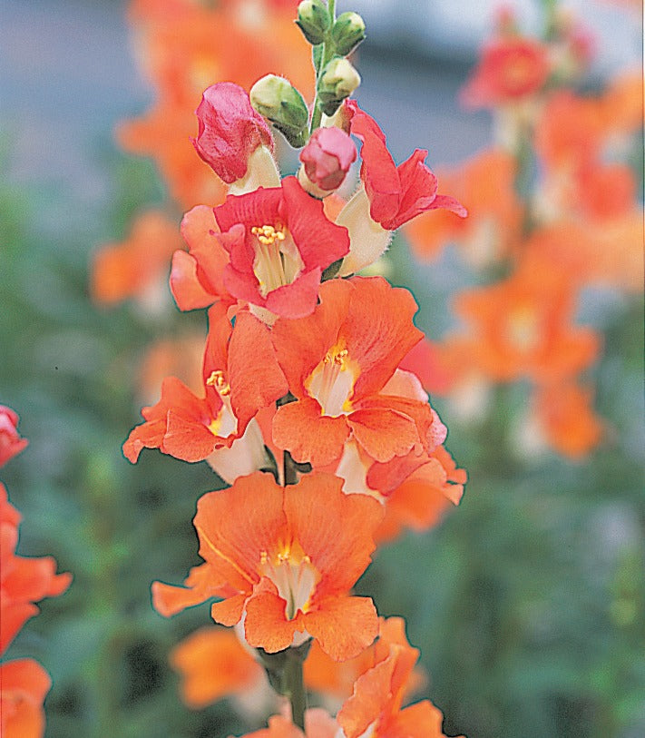 Snapdragon 'Chantilly Bronze' plugs