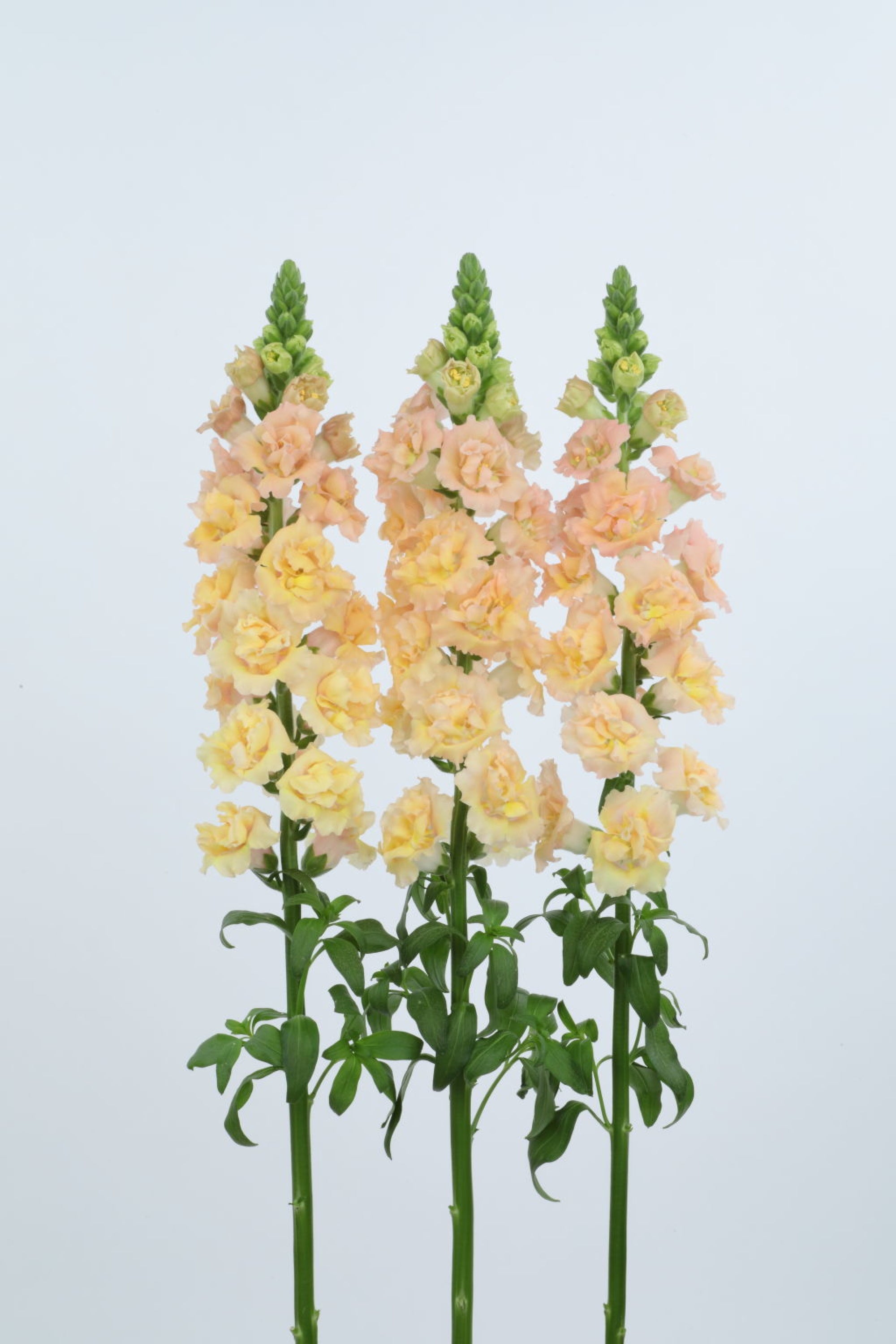 Snapdragon 'Snapstar Champagne' plugs