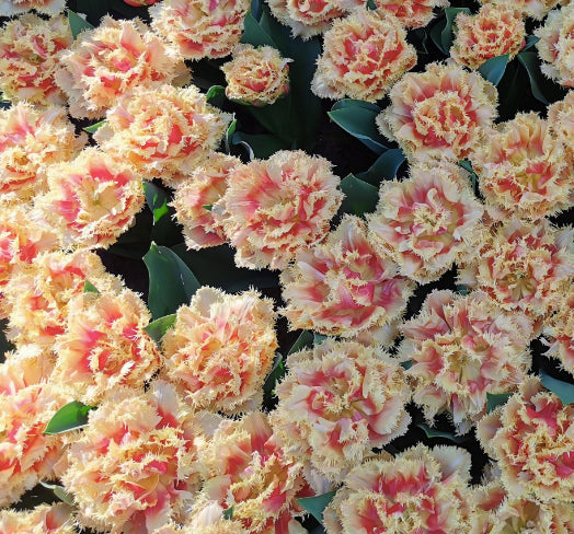 Tulip 'Brisbane'