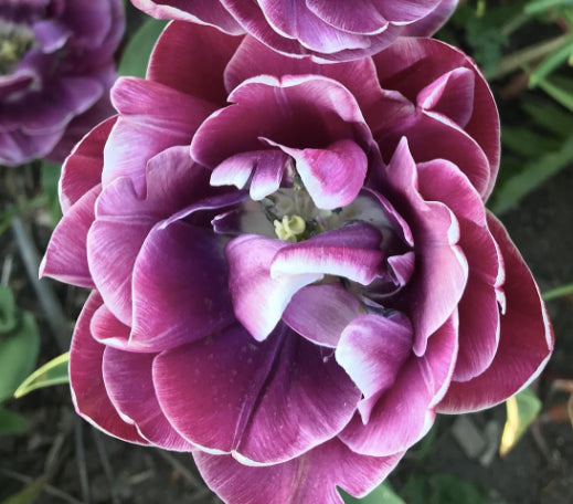 Tulip 'Dream Touch'