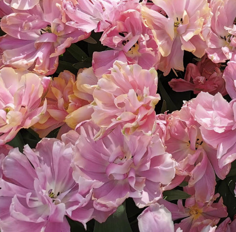 Tulip 'Pink Star'