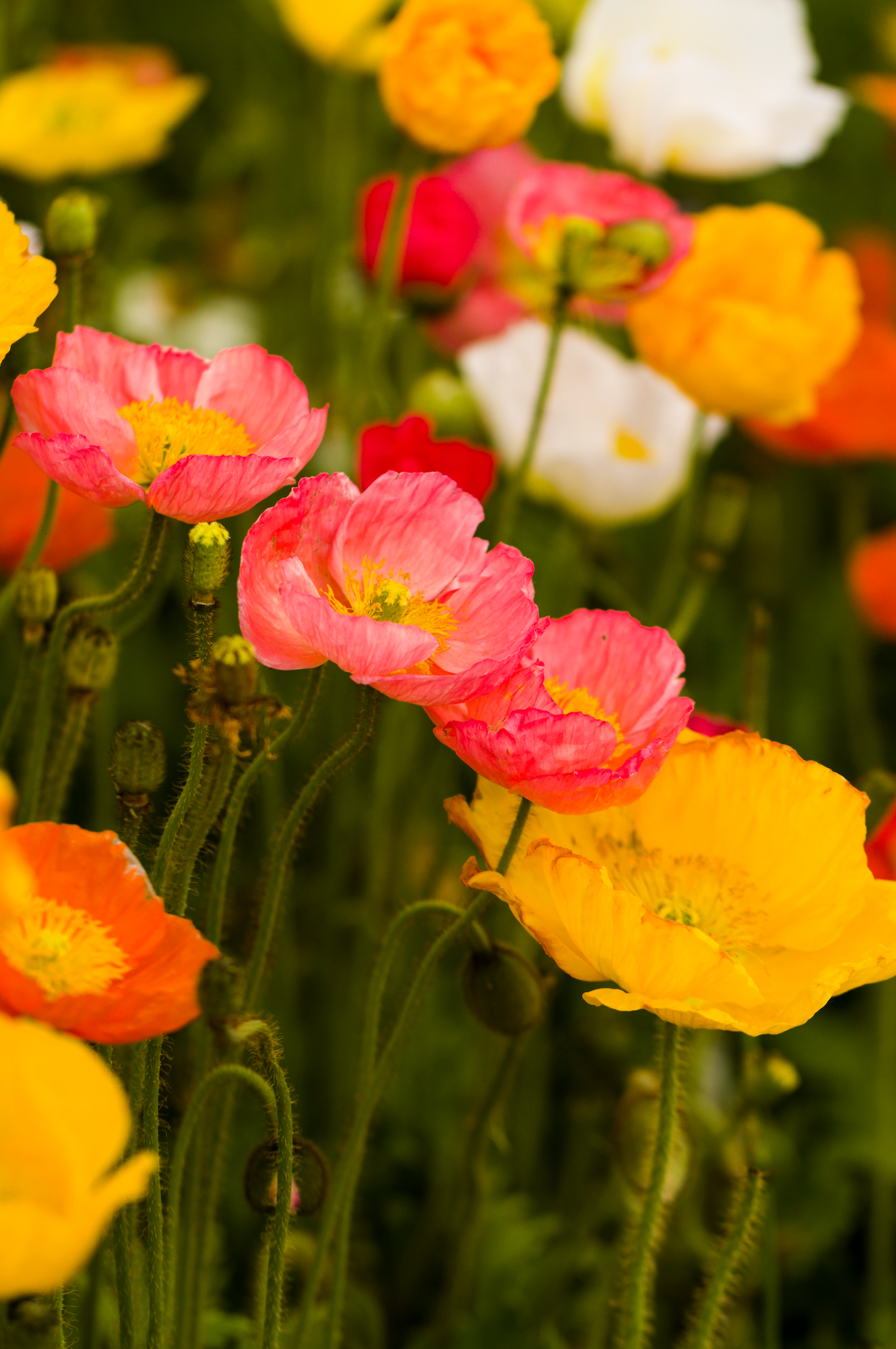 Poppy 'Champagne Bubbles Mix' plugs