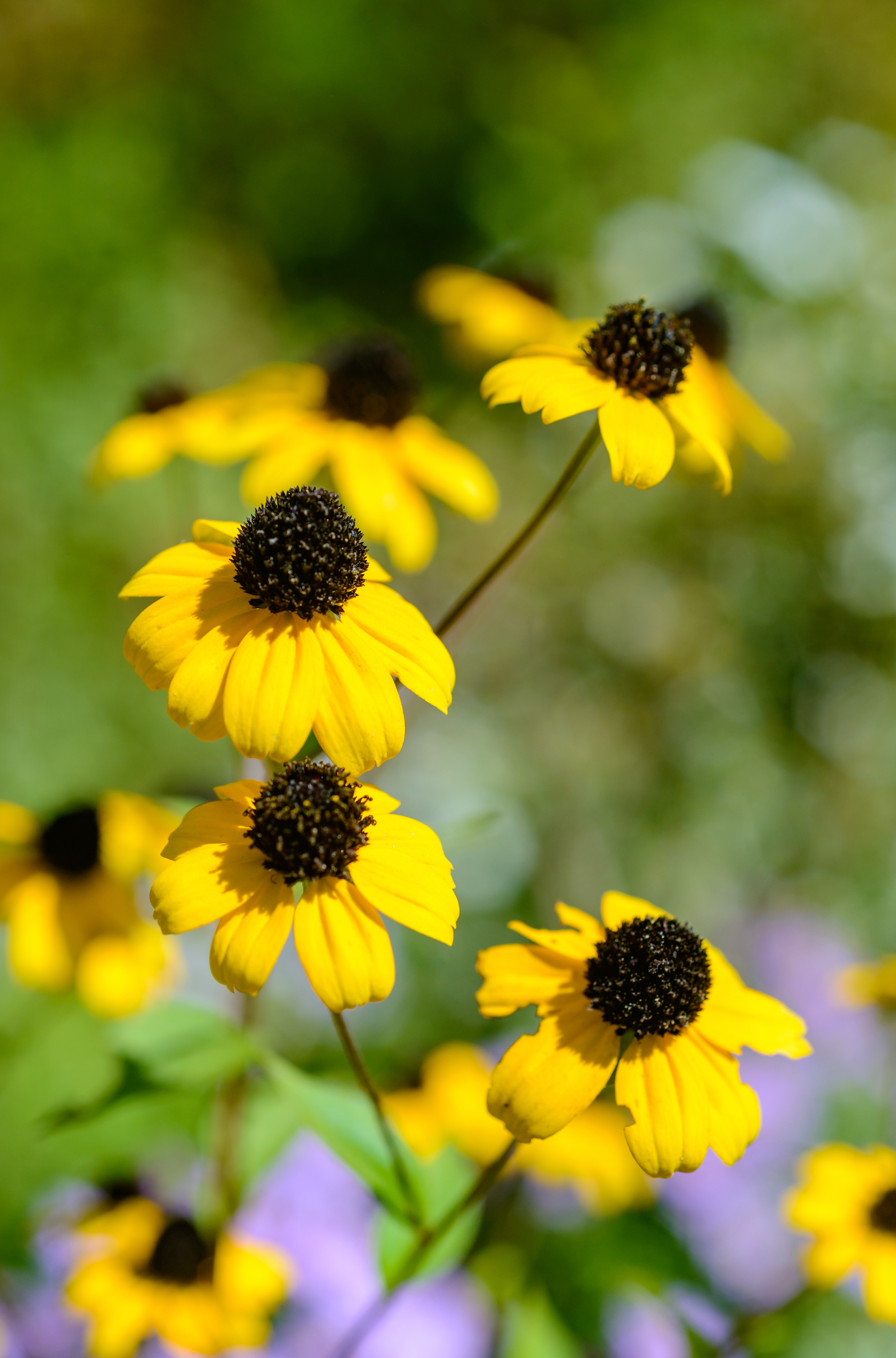 Rudbeckia triloba plugs