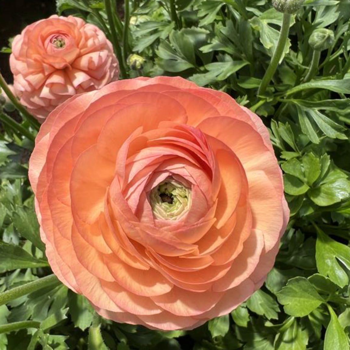 Ranunculus half Clone 'Tango'