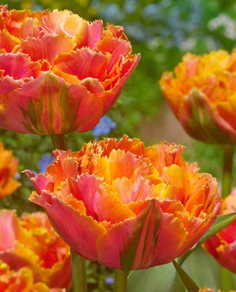 Tulips  Royal Centennial