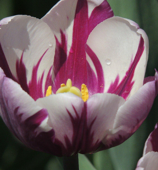 Tulip Blueberry Ripple