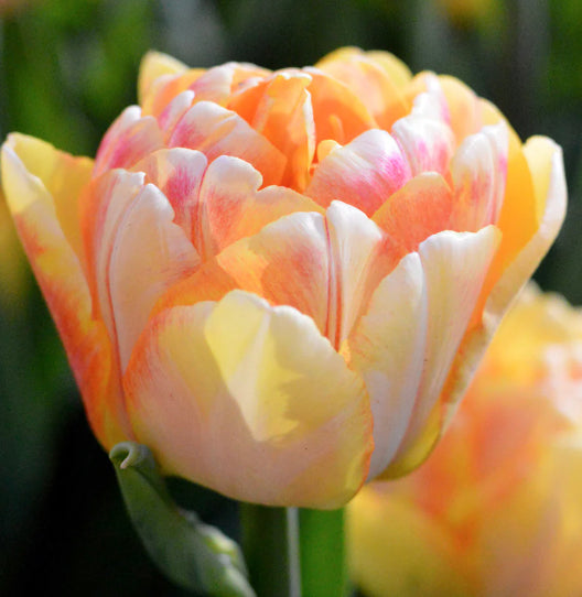 Tulip Foxy 'Foxtrot'