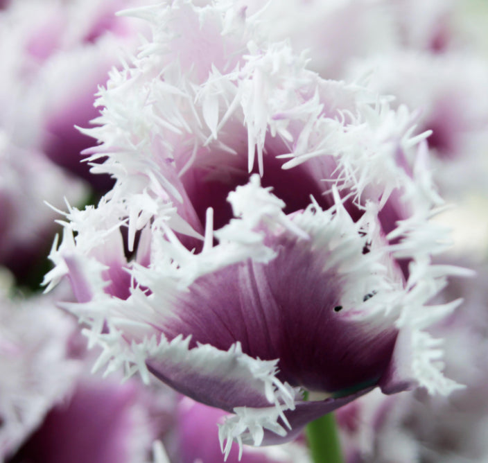 Tulip Crunchy Cummins