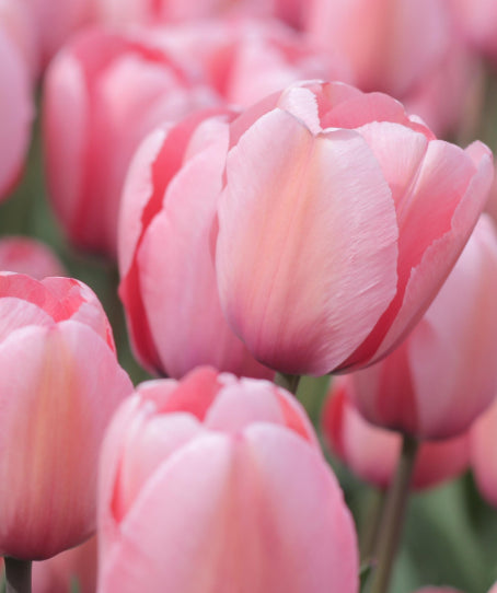 Tulip Salmon Impression